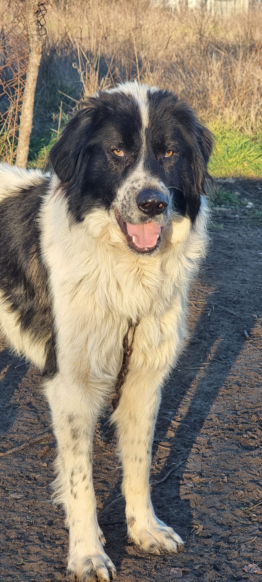 HELP us secure our Dog Shelter! campaign photo, 2 of 8