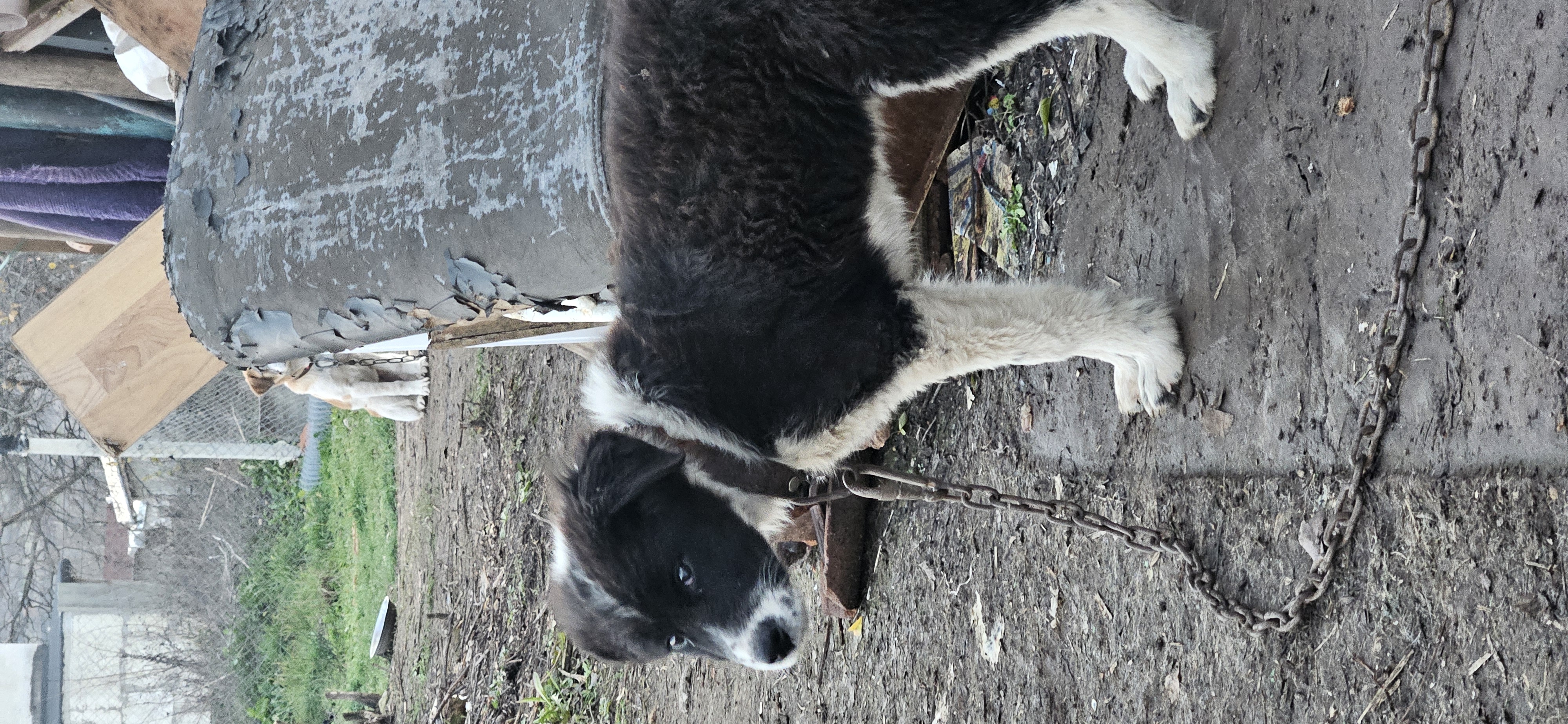 HELP us secure our Dog Shelter! campaign photo, 4 of 8
