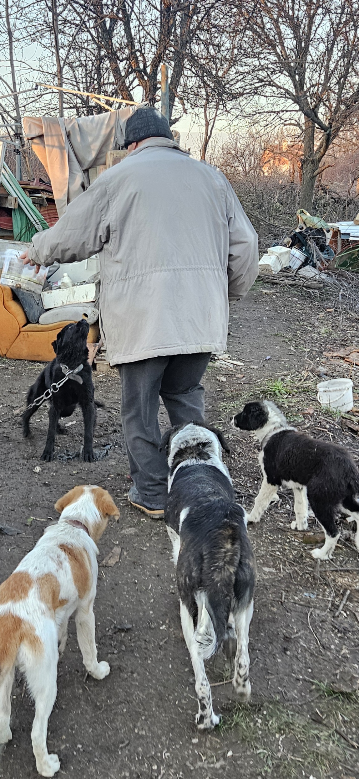 HELP us secure our Dog Shelter! campaign photo, 5 of 8