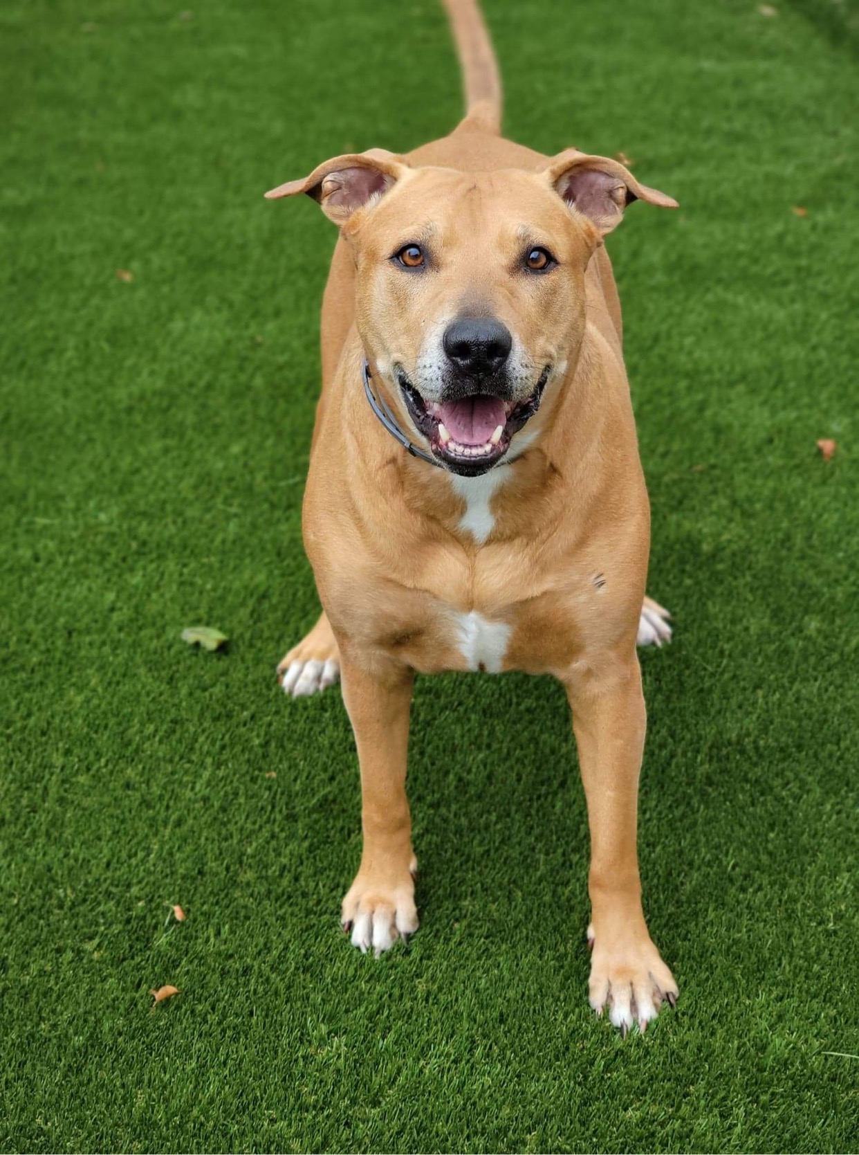 Support Dixie’s Surgery and Recovery campaign photo, 2 of 7