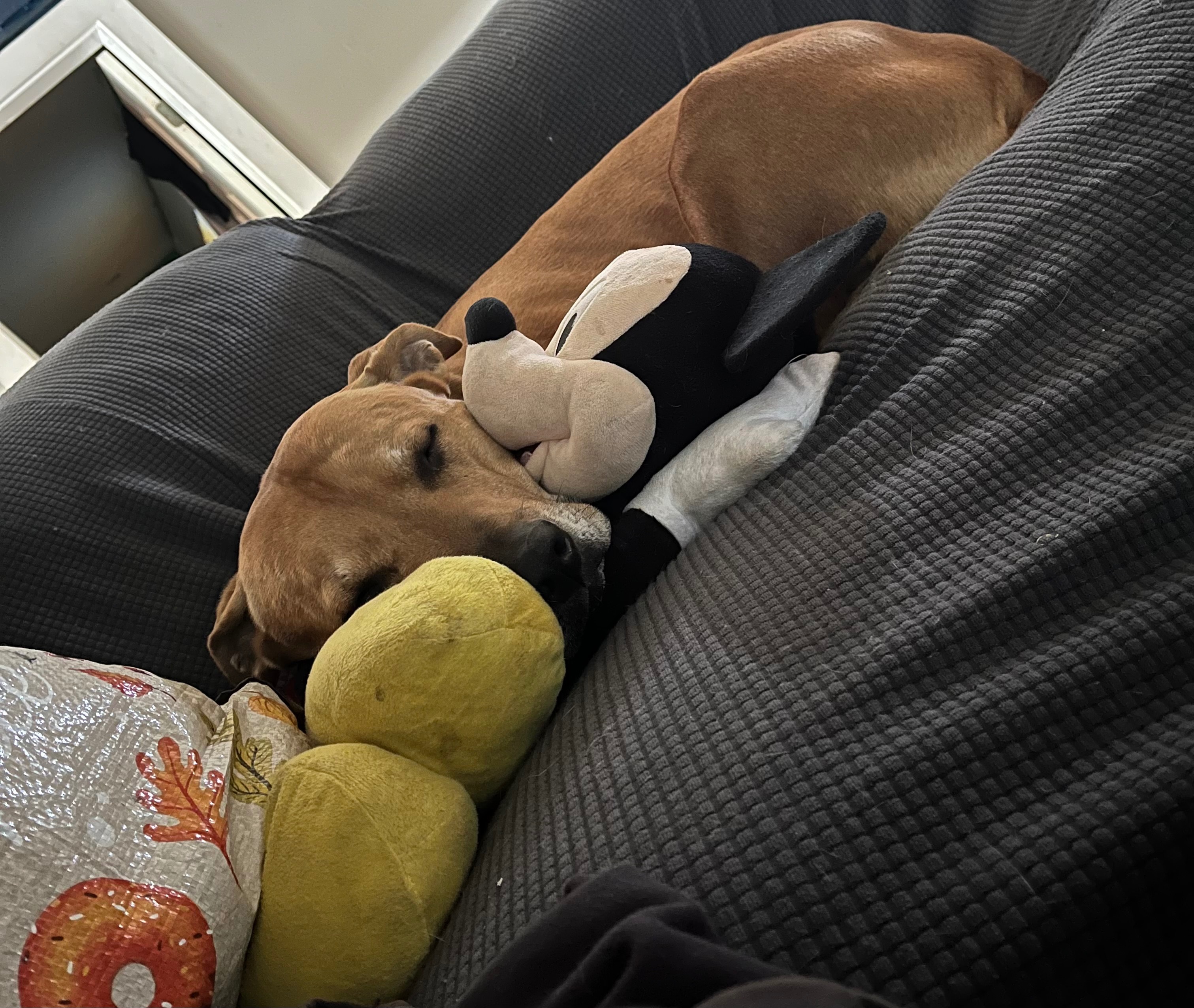 Support Dixie’s Surgery and Recovery campaign photo, 5 of 7