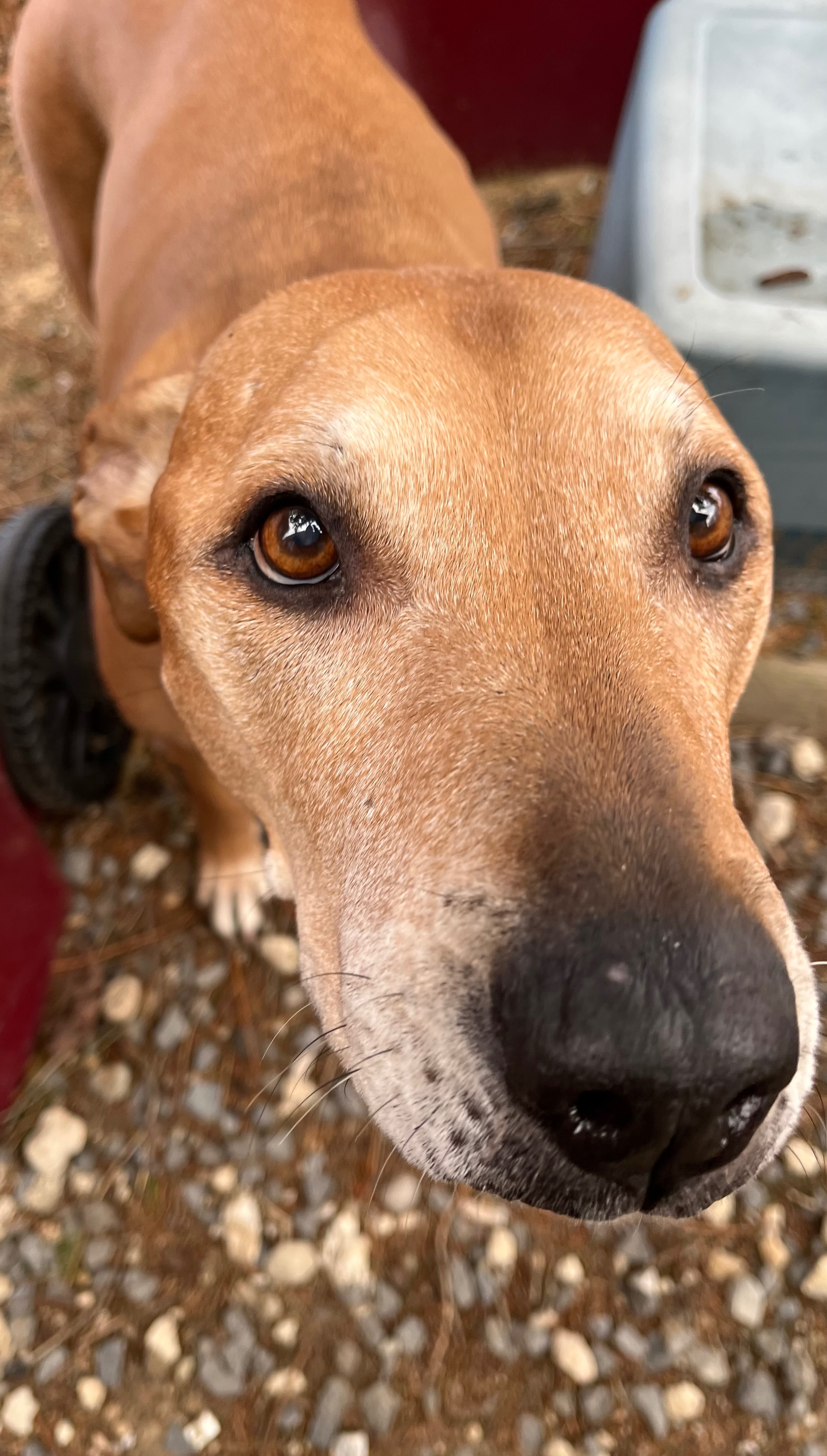 Support Dixie’s Surgery and Recovery campaign photo, 6 of 7