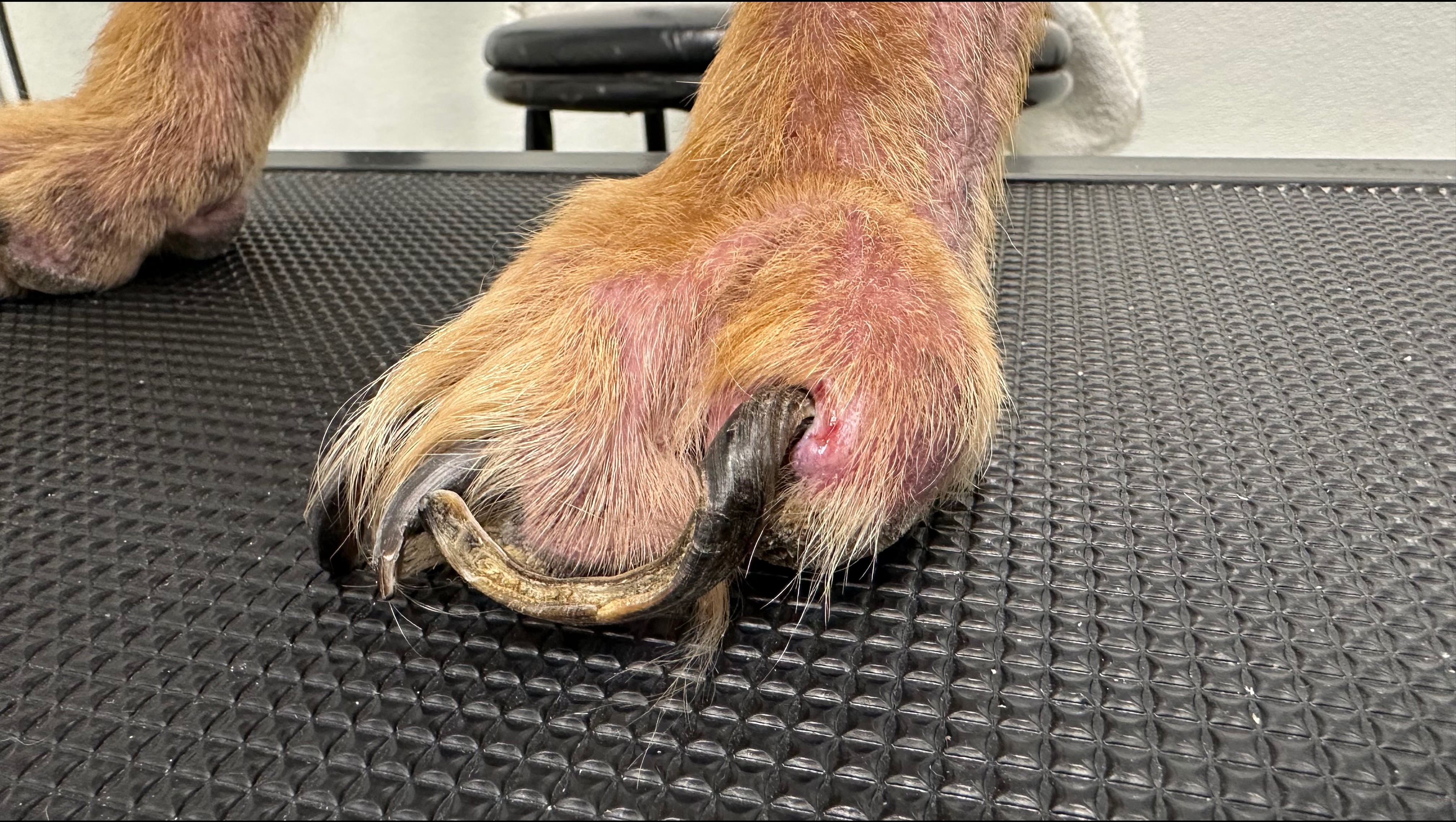Help Jake the Golden Retriever Heal photo