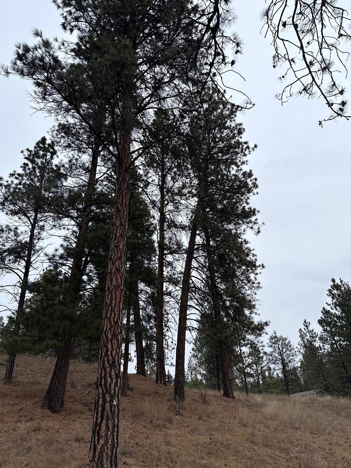 Help the Tarr Family after the wind storm of 2025 campaign photo, 2 of 6