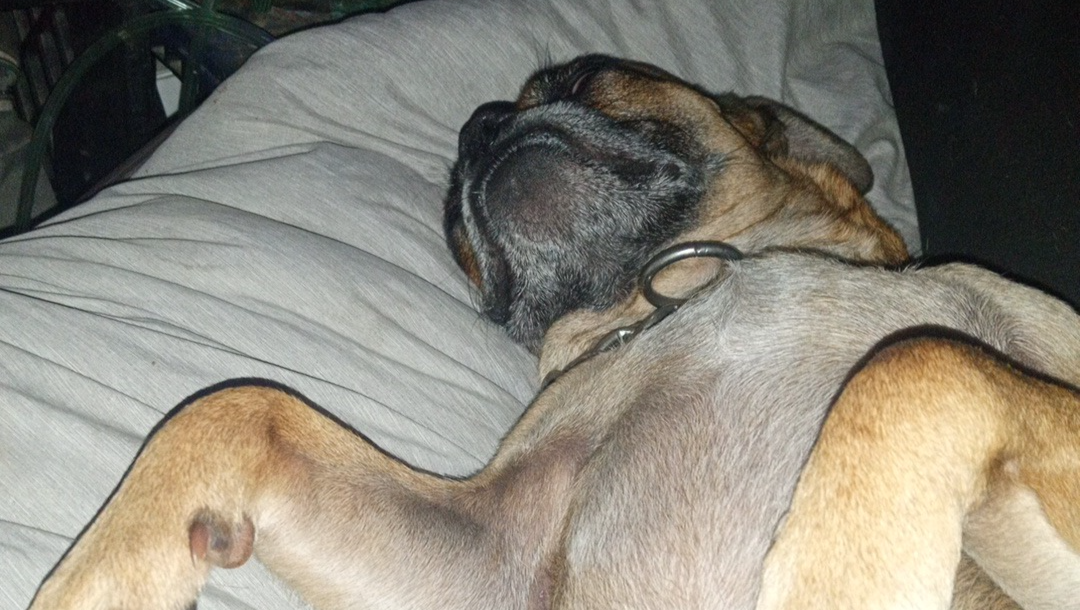 Help Save Buddy—Emergency Vet Care Needed photo