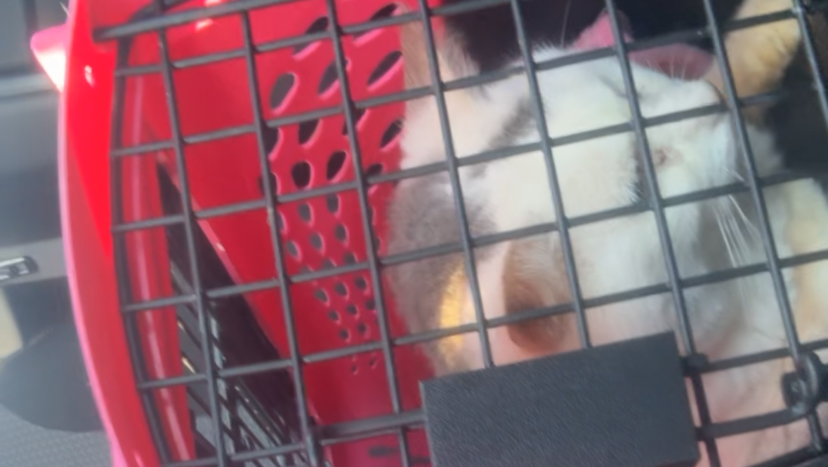 Gib’s Urinary Blockage Colony Cat #2