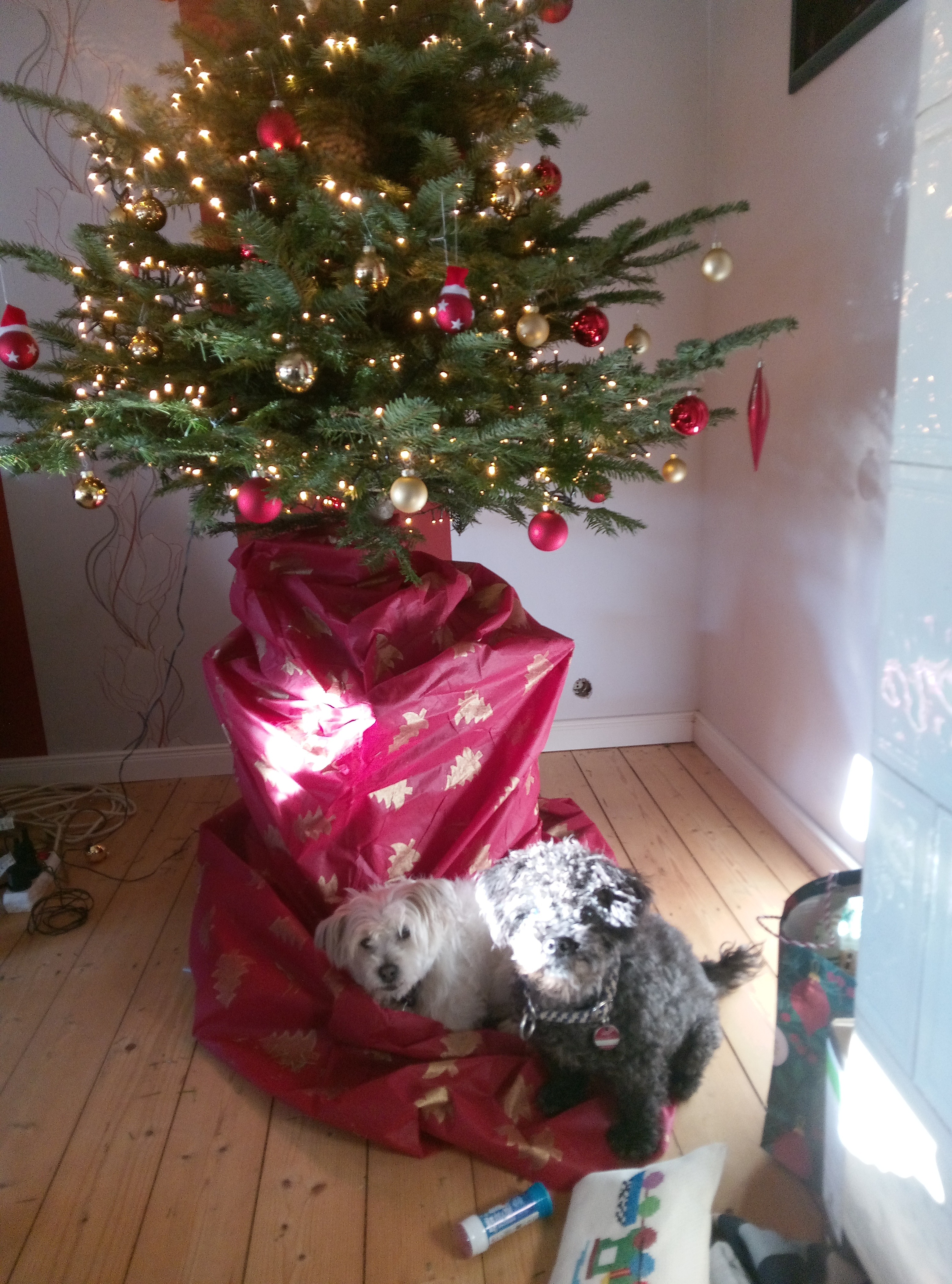 5 alte Tiere brauchen eine Zahnbehandlung campaign photo, 7 of 8