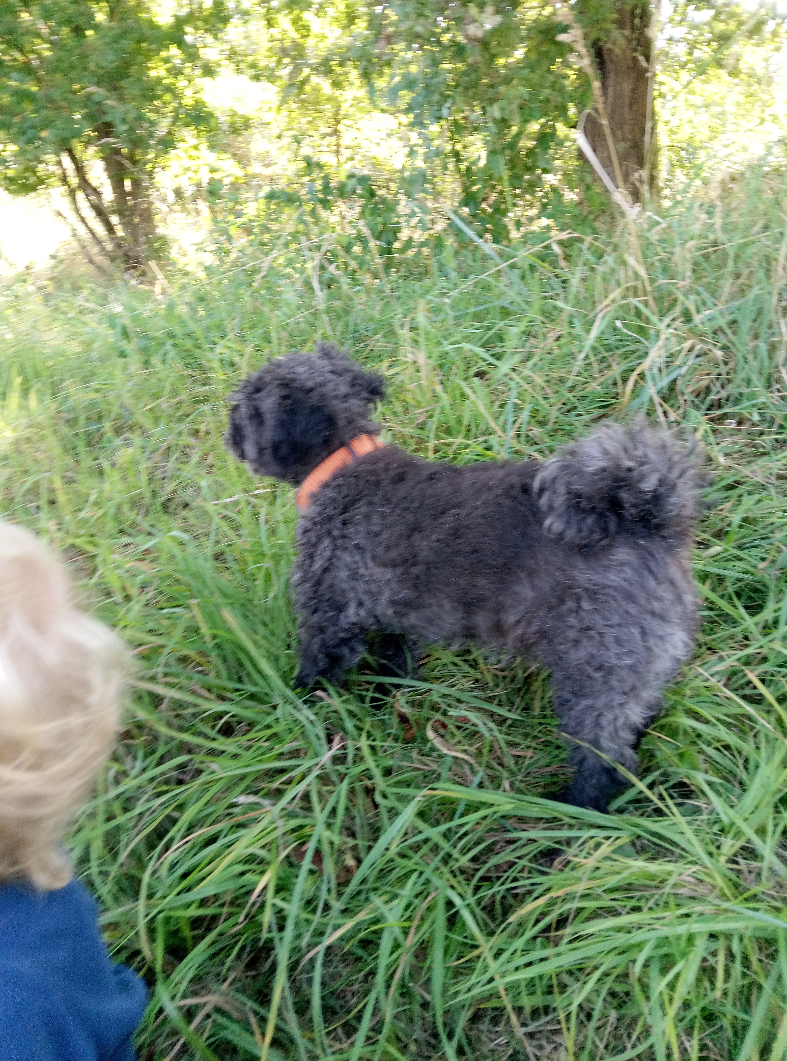 5 alte Tiere brauchen eine Zahnbehandlung campaign photo, 2 of 8
