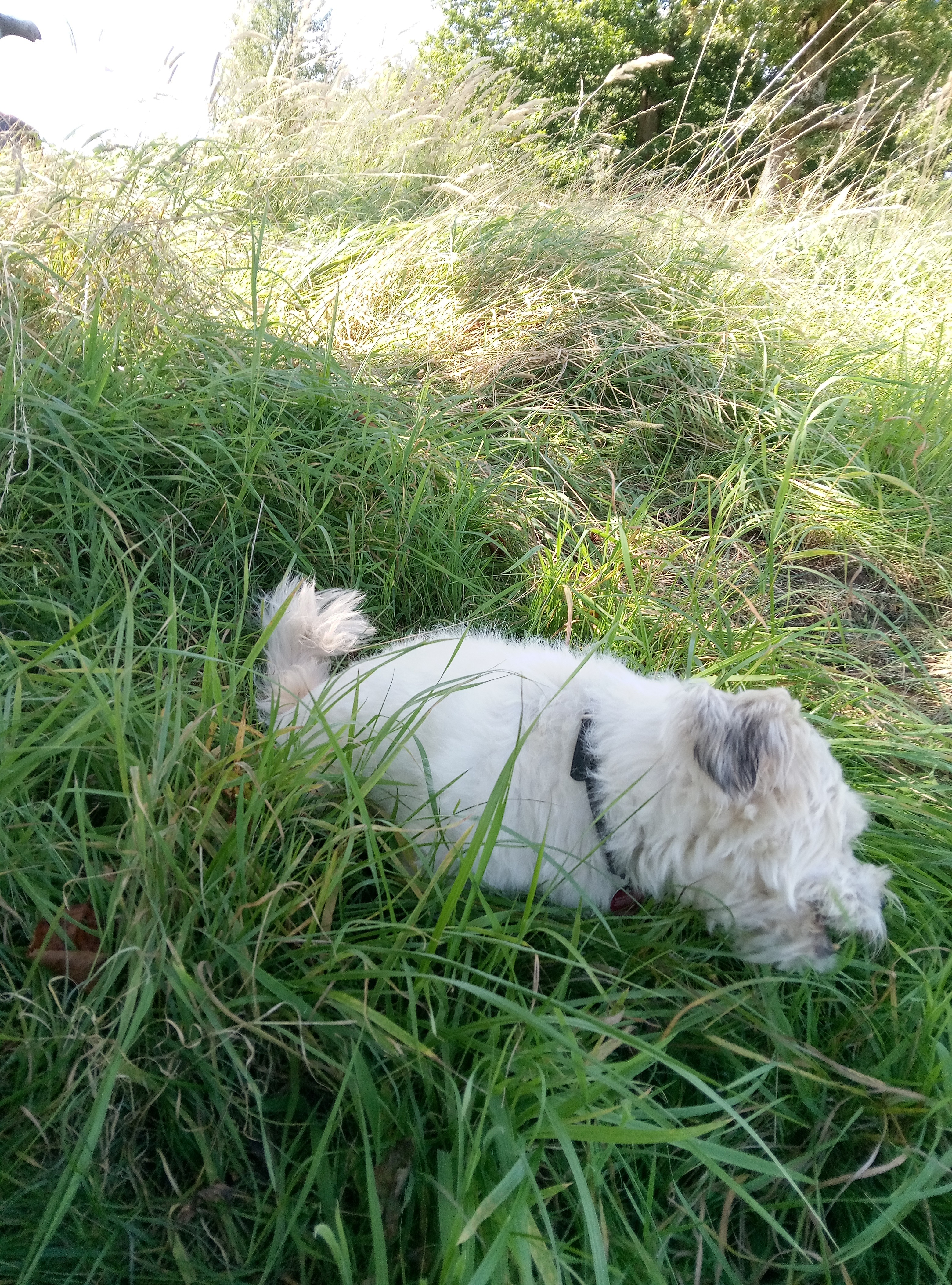 5 alte Tiere brauchen eine Zahnbehandlung campaign photo, 4 of 8