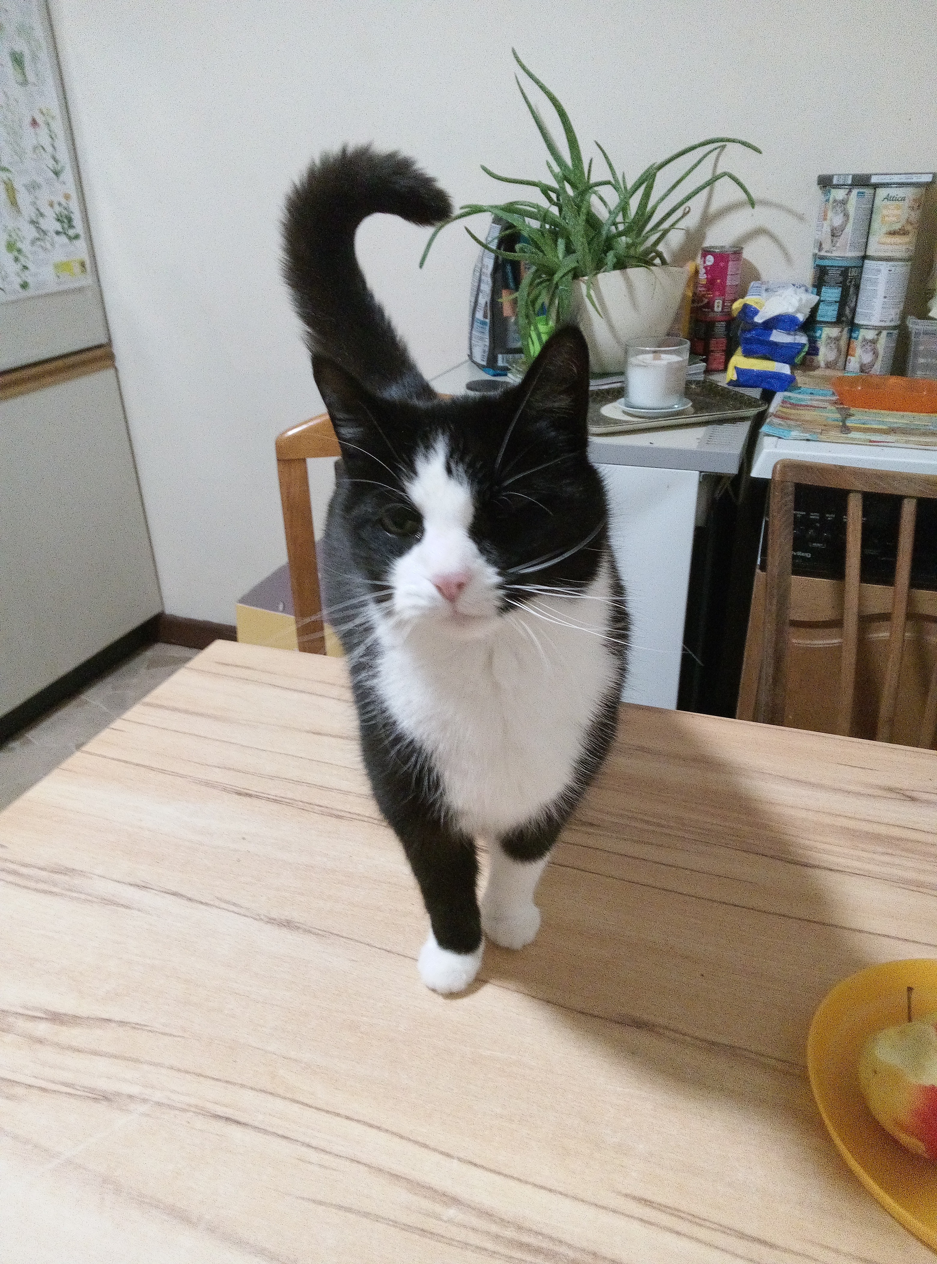 5 alte Tiere brauchen eine Zahnbehandlung campaign photo, 5 of 8