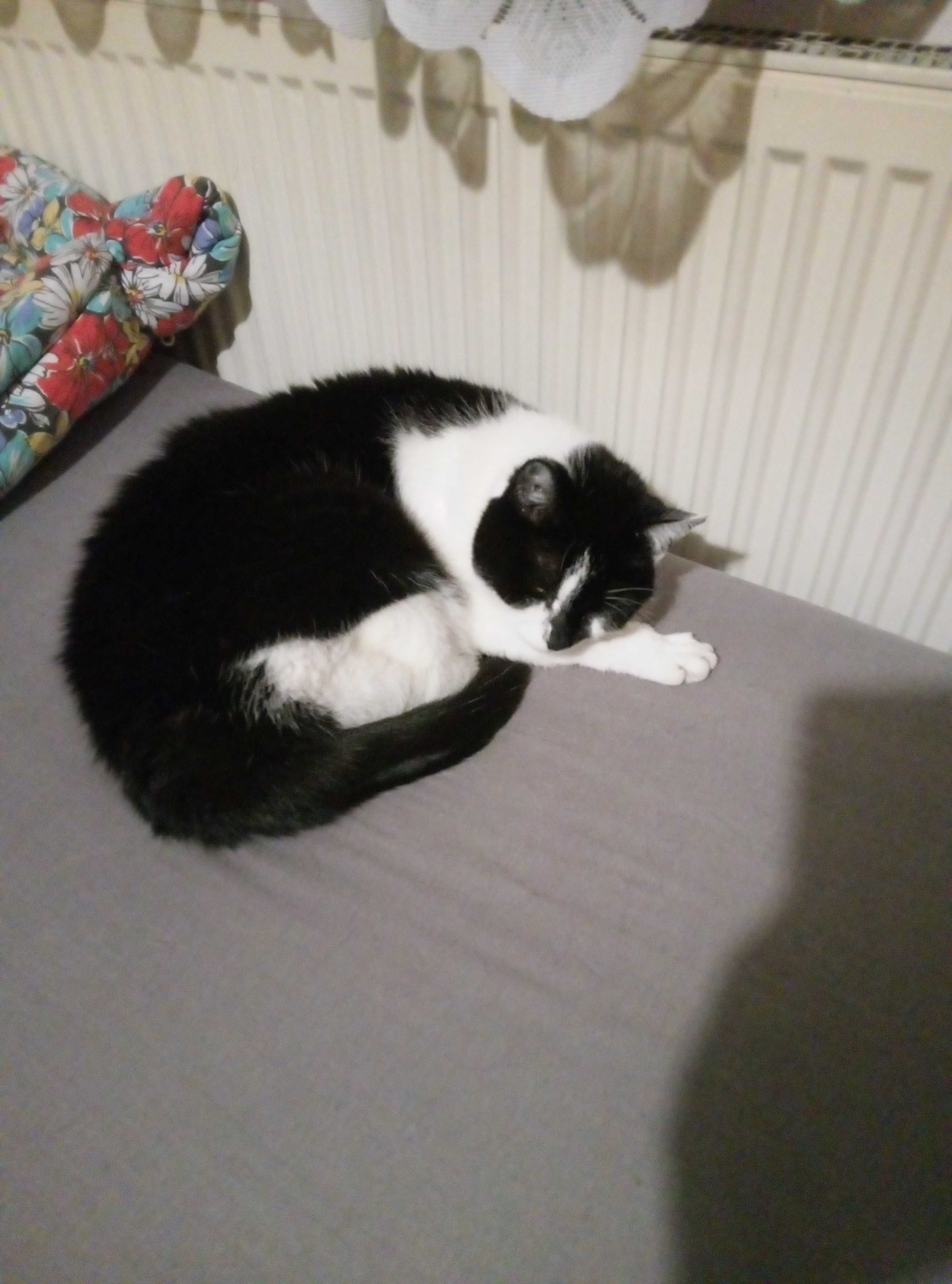 5 alte Tiere brauchen eine Zahnbehandlung campaign photo, 6 of 8