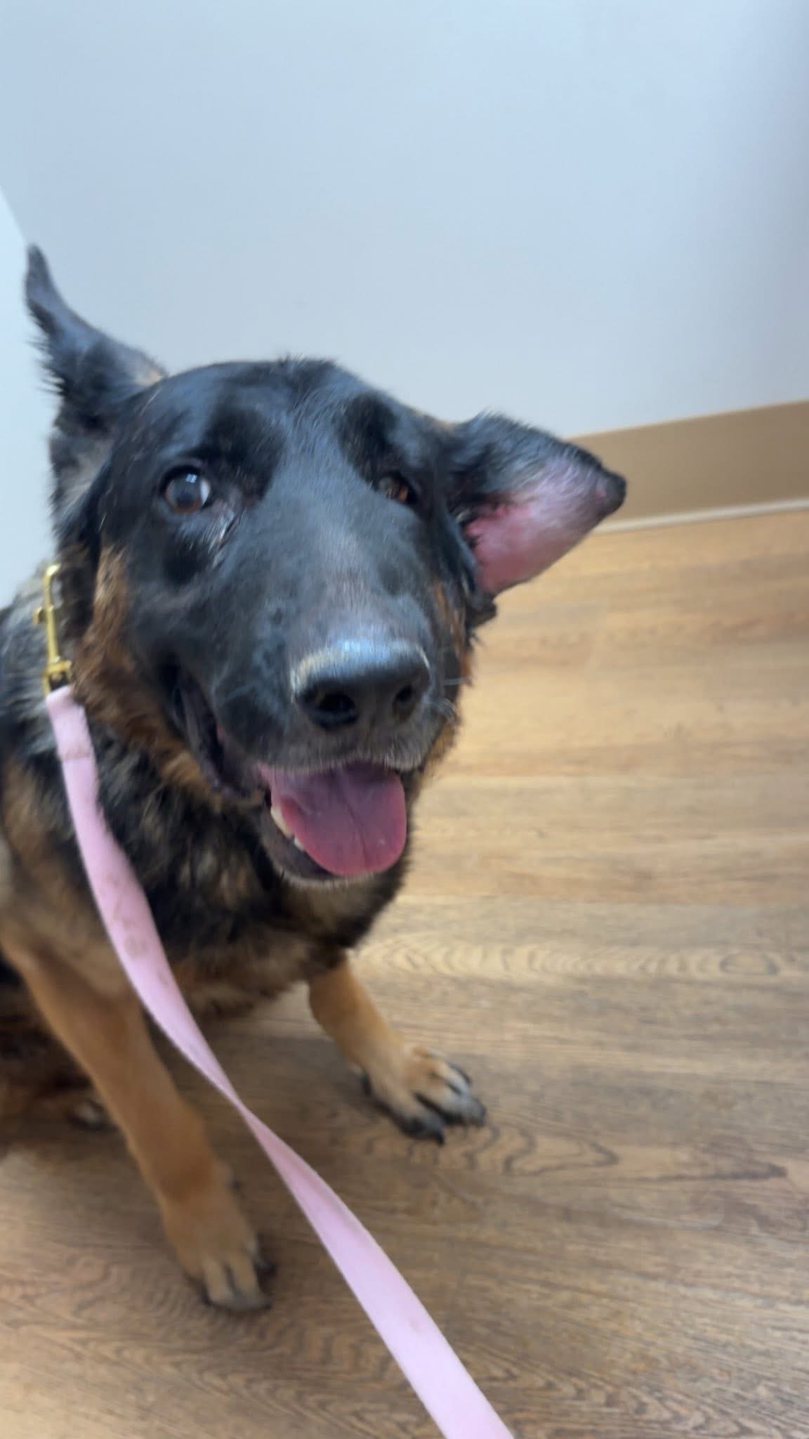 Help Duchess Heal: Support Vet Bills campaign photo, 4 of 8
