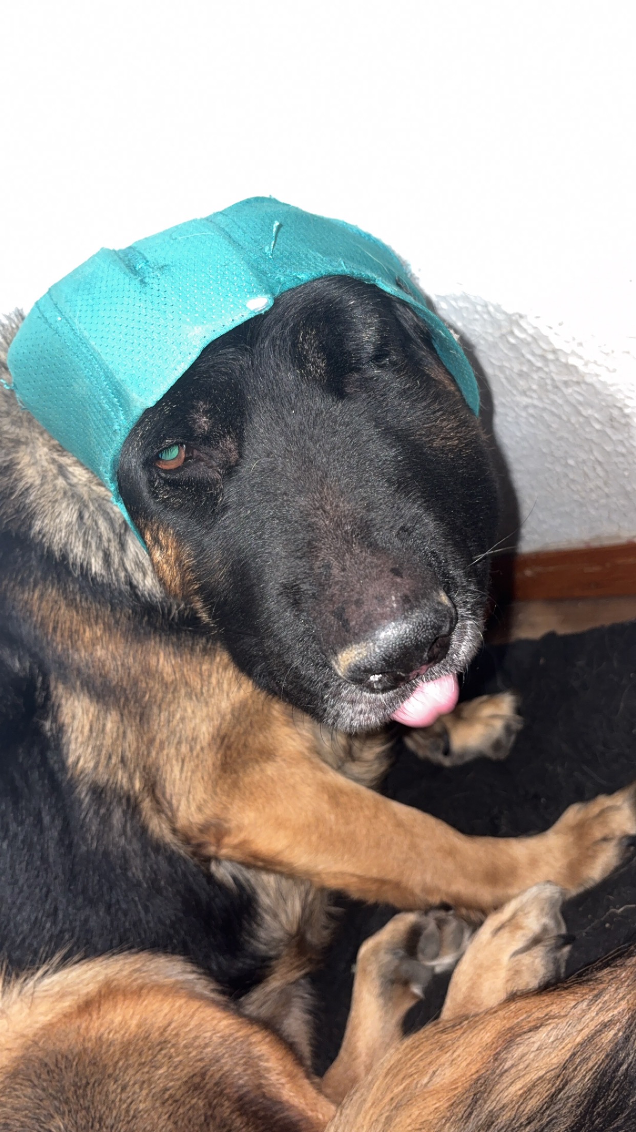 Help Duchess Heal: Support Vet Bills campaign photo, 6 of 8