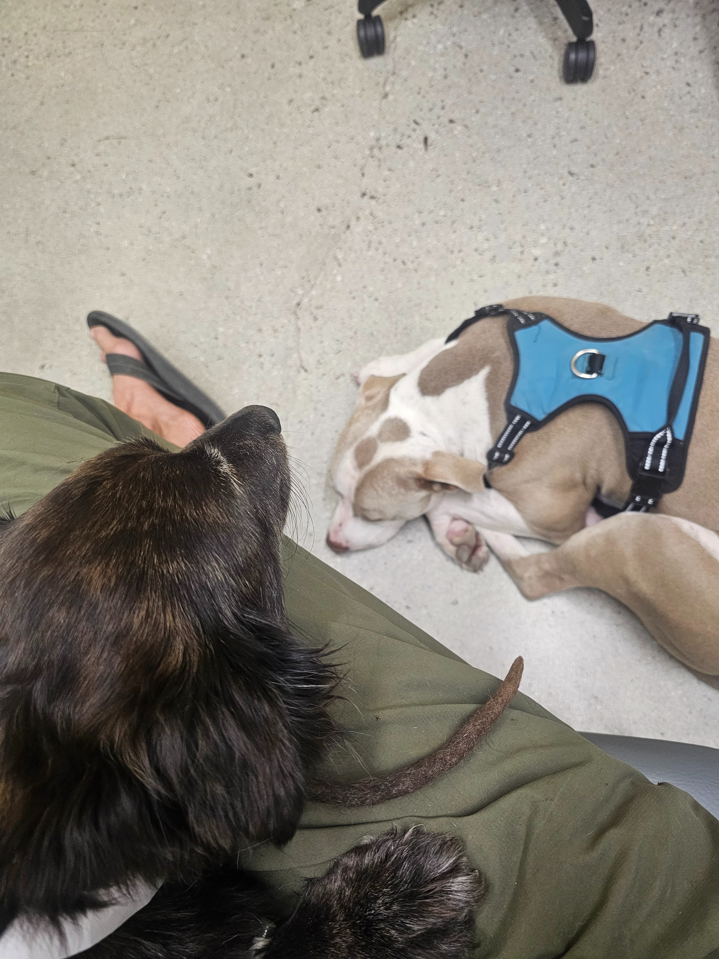 Help Irie Recover from Auto Immune Disorder campaign photo, 5 of 7