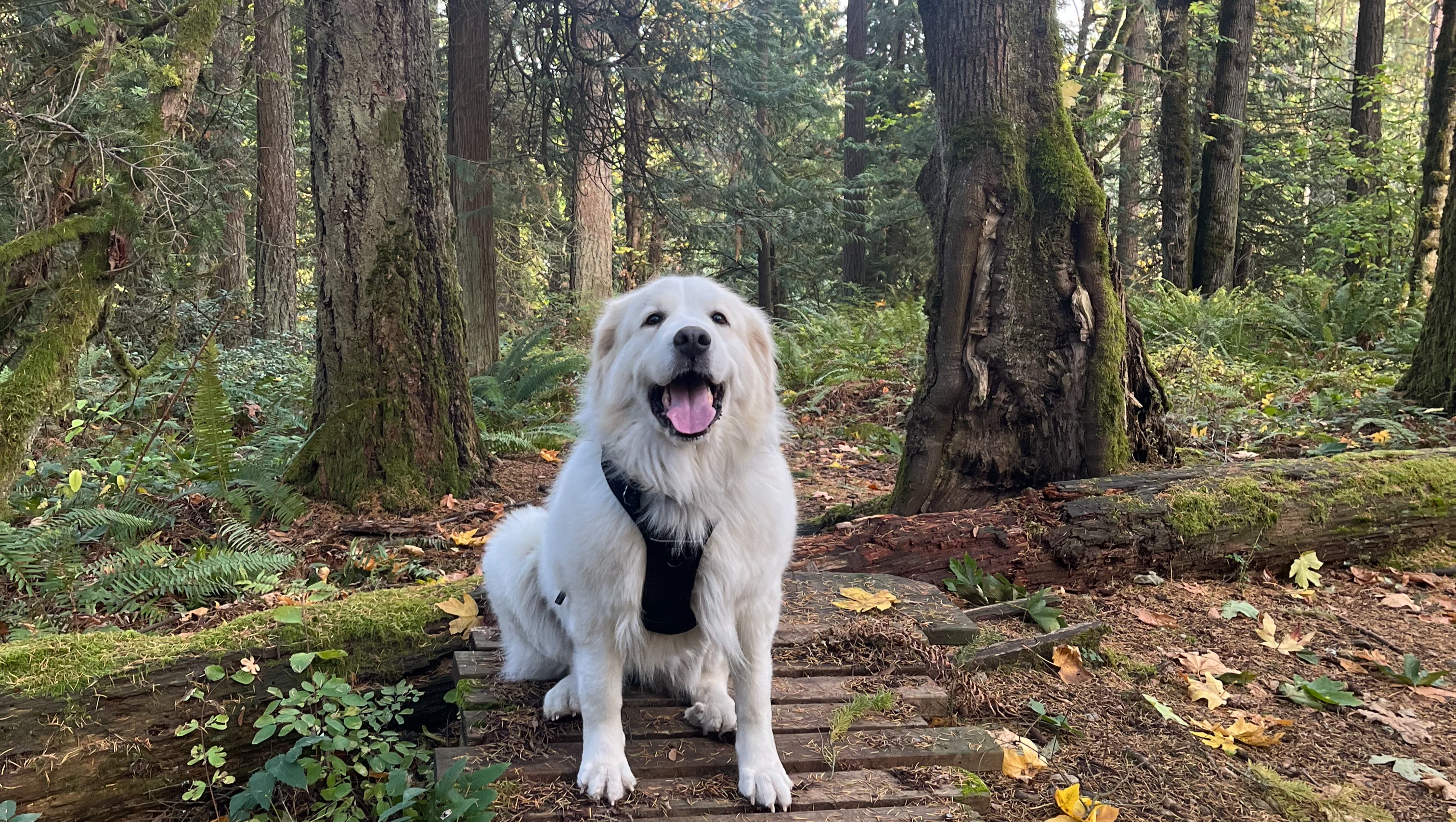 Support Smokey's CCL Surgery photo