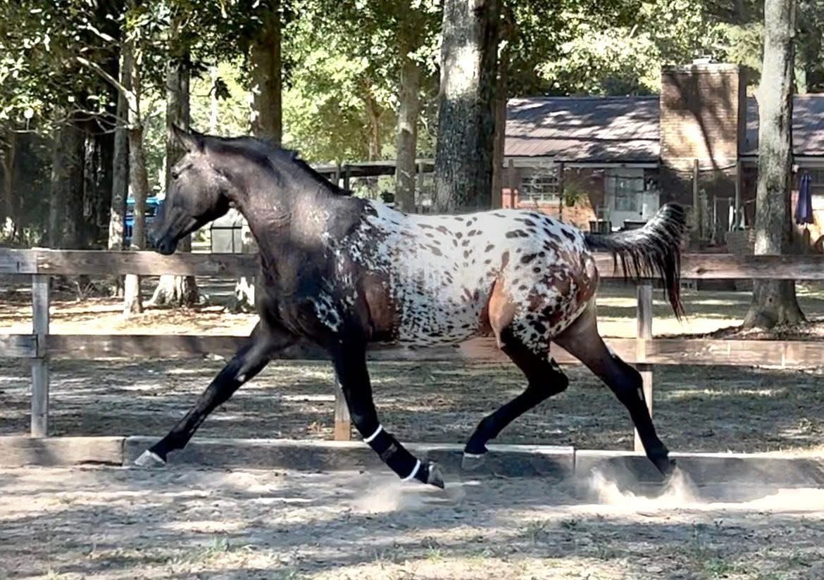 Care for Splash: Dana's Heart Horse Needs Us campaign photo, 6 of 7