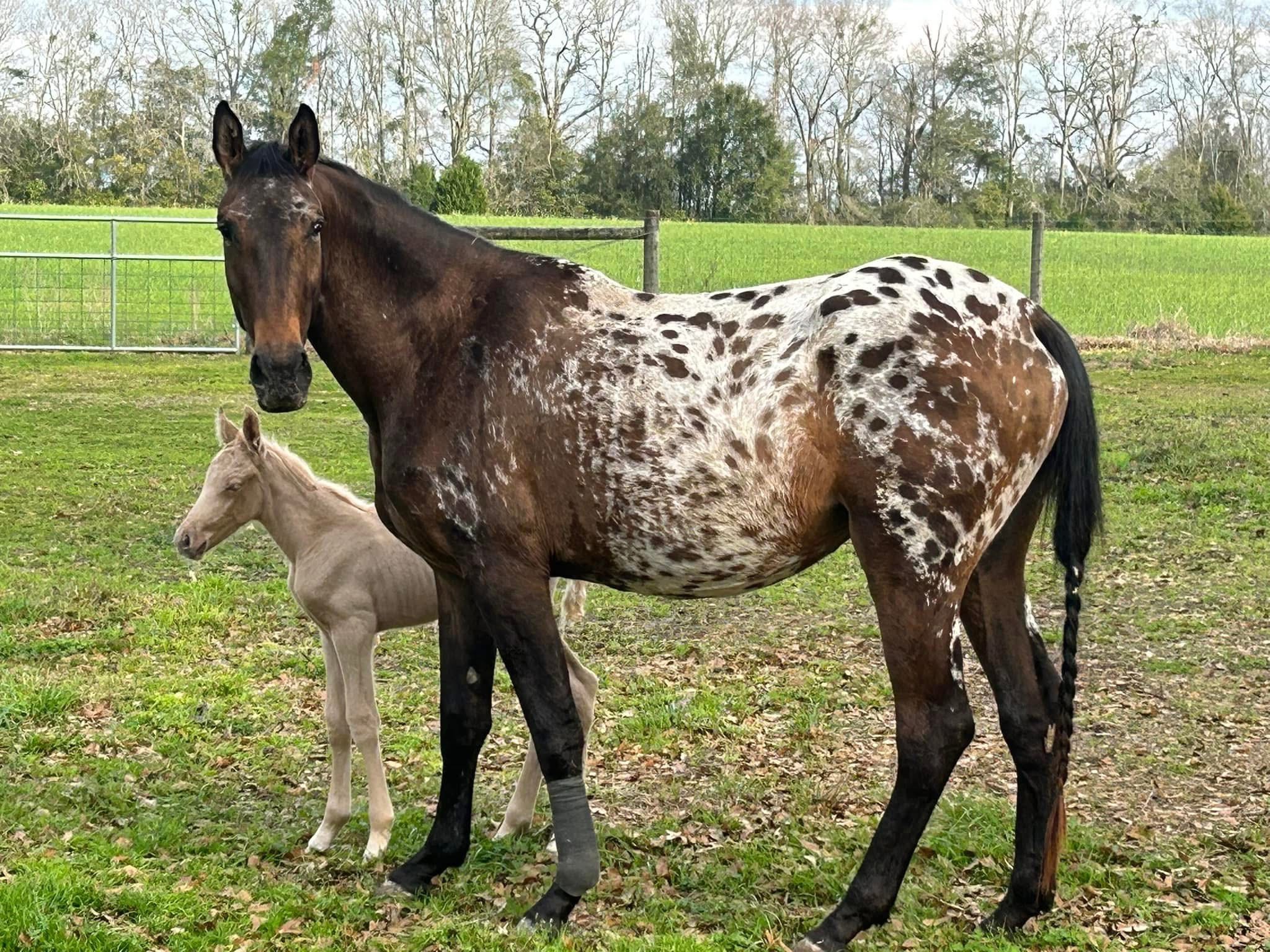 Care for Splash: Dana's Heart Horse Needs Us campaign photo, 2 of 7