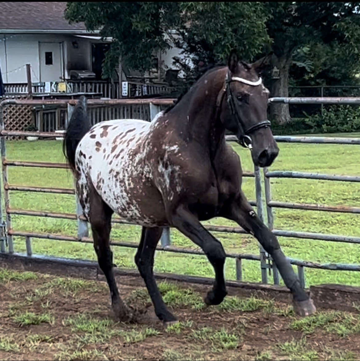 Care for Splash: Dana's Heart Horse Needs Us campaign photo, 4 of 7