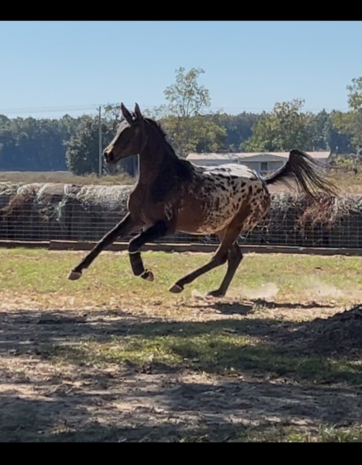 Care for Splash: Dana's Heart Horse Needs Us campaign photo, 5 of 7
