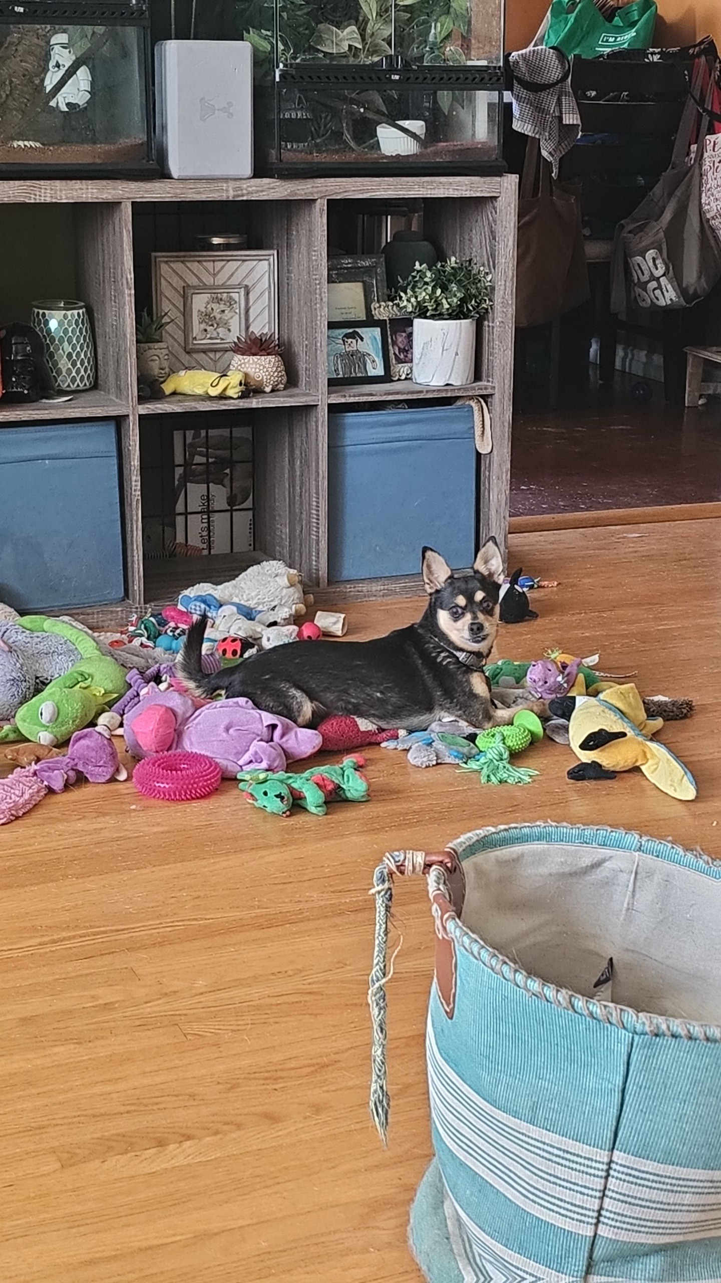 Help Nina get the dental surgery she desperately needs campaign photo, 2 of 5