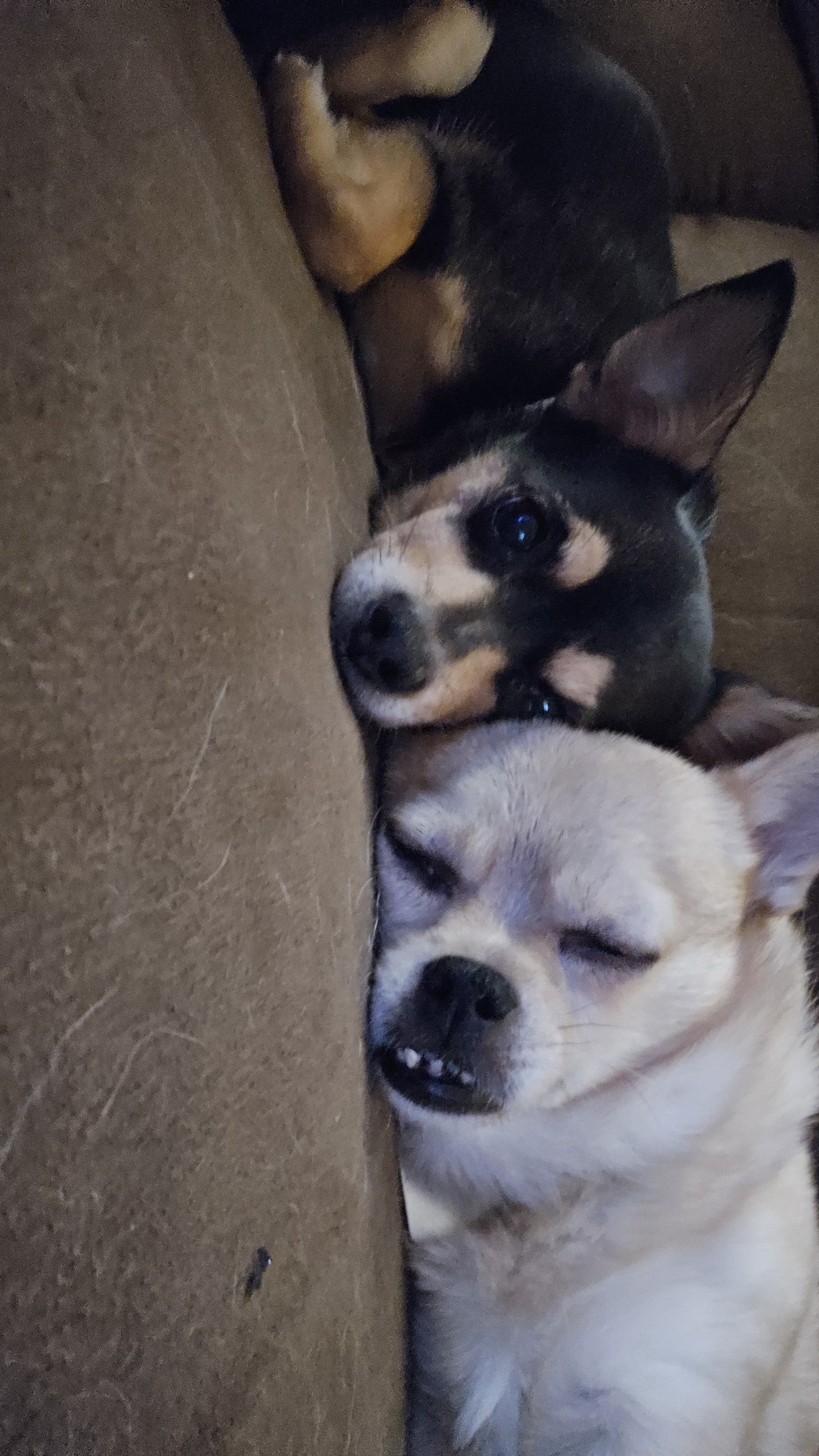 Help Nina get the dental surgery she desperately needs campaign photo, 4 of 5
