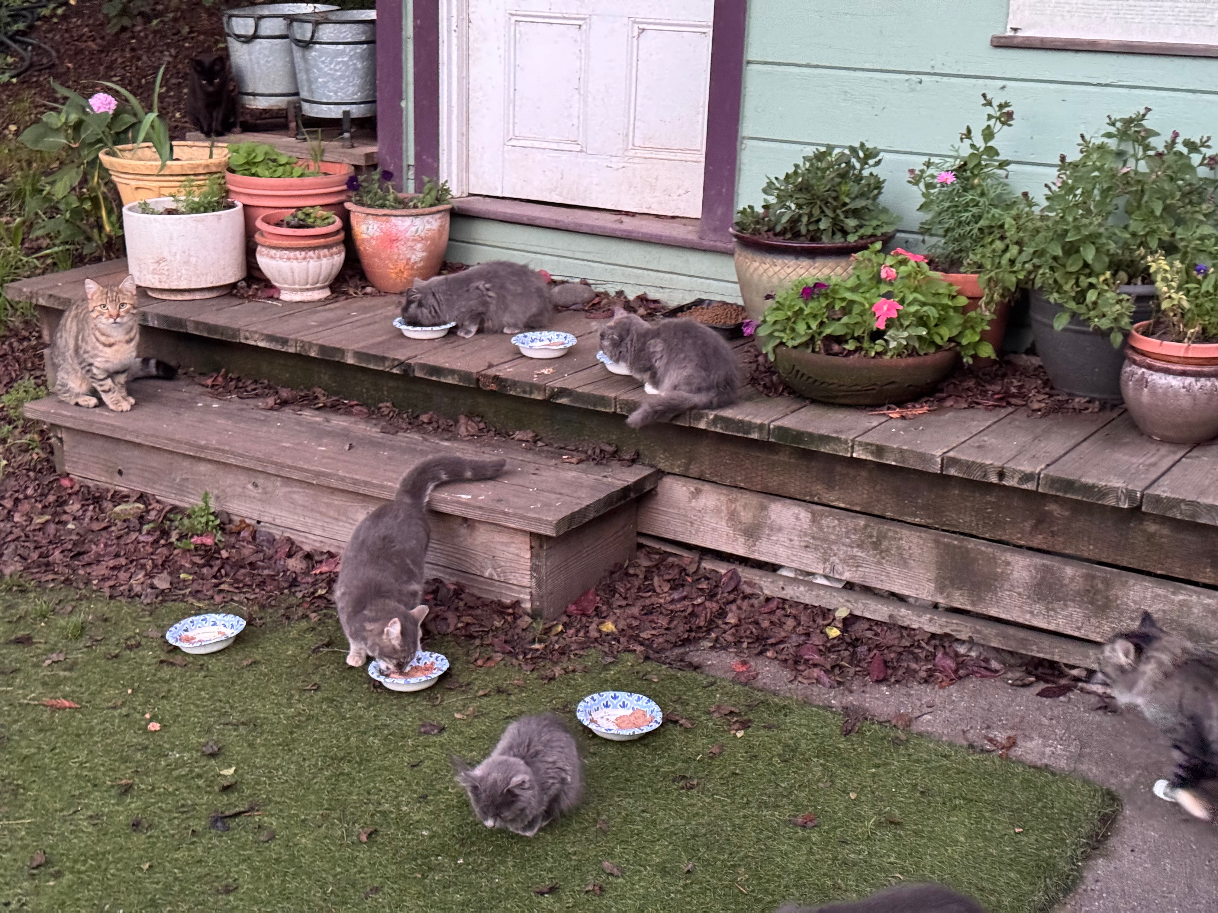 Fundraiser by Lucy Tyson : Help Care for My Cat Colony in Carlotta