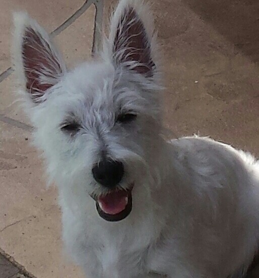 Help Jake, Our Westie, Get Lifesaving Care campaign photo, 4 of 5