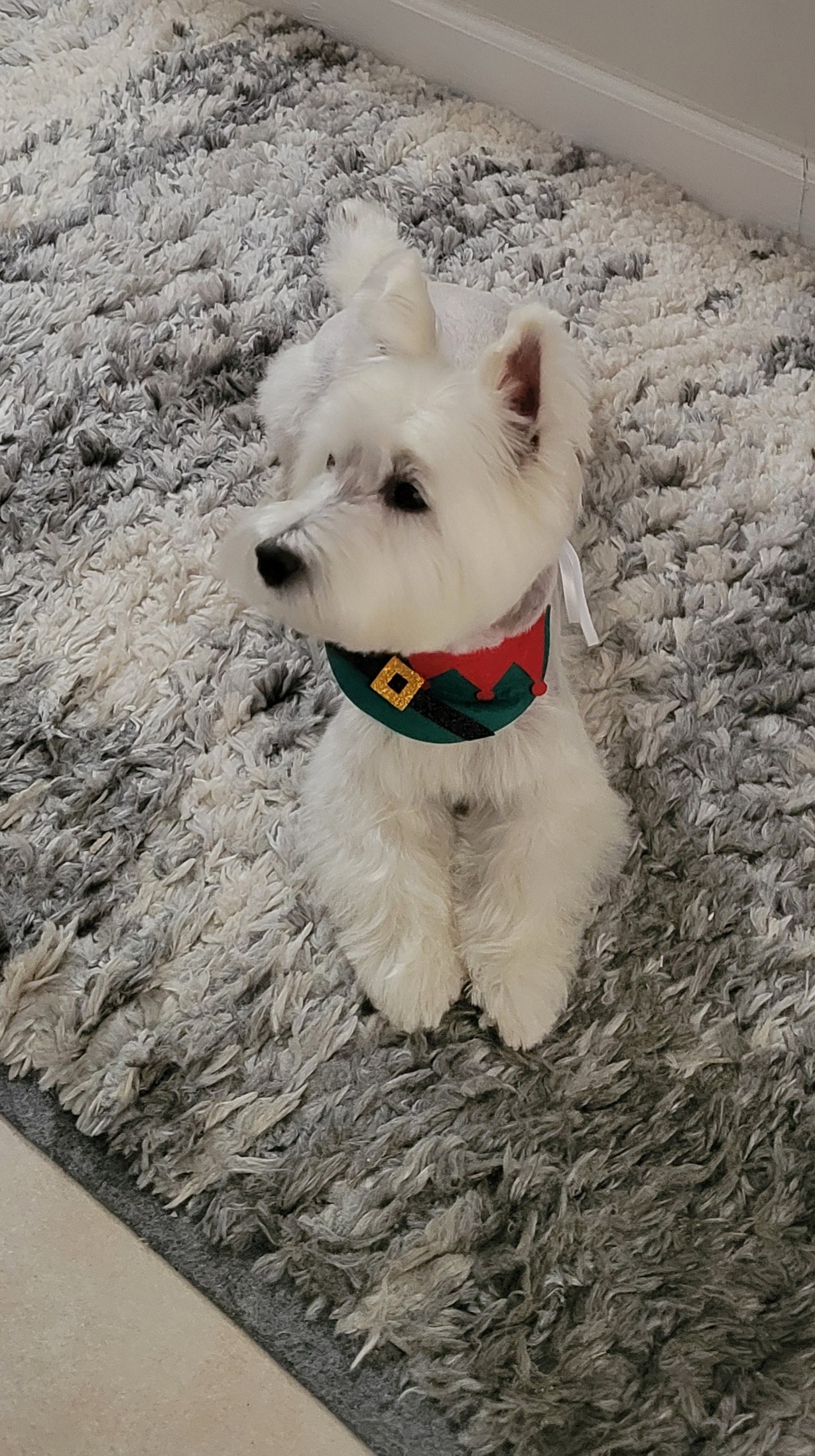 Help Jake, Our Westie, Get Lifesaving Care campaign photo, 2 of 5