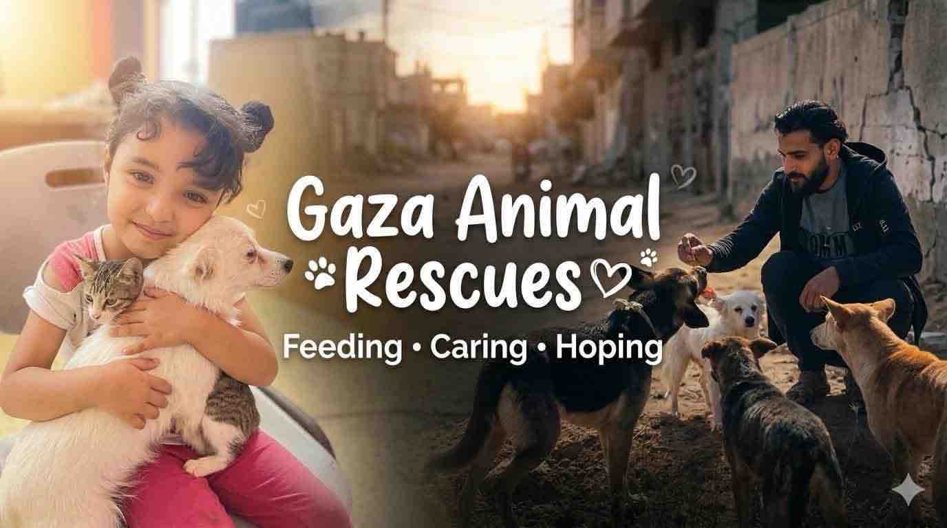Help Gaza Animal Rescue Team Save Animals in Gaza campaign photo, 7 of 8