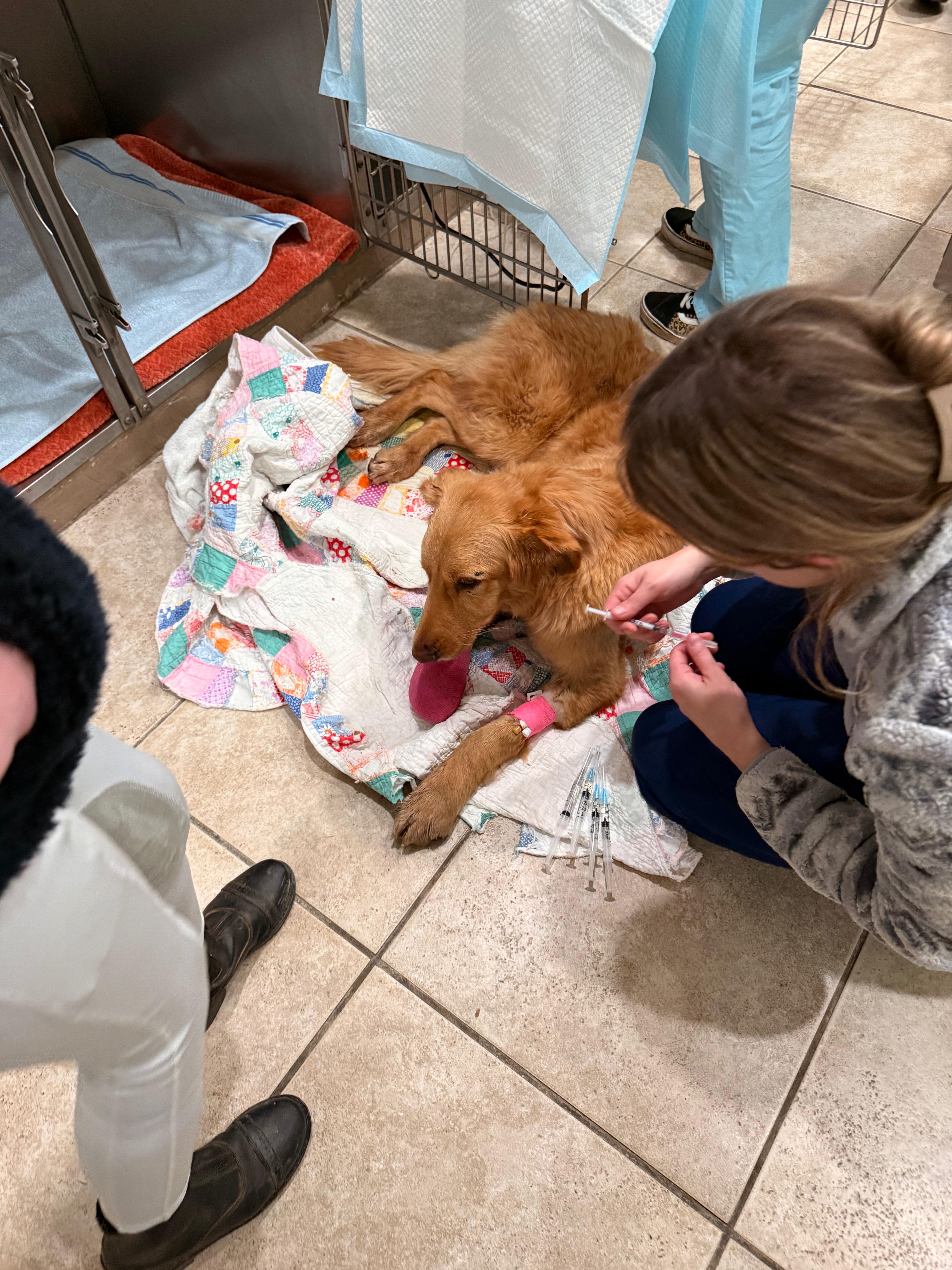 Help save Zoe the golden retriever that was hit by a train. campaign photo, 4 of 5