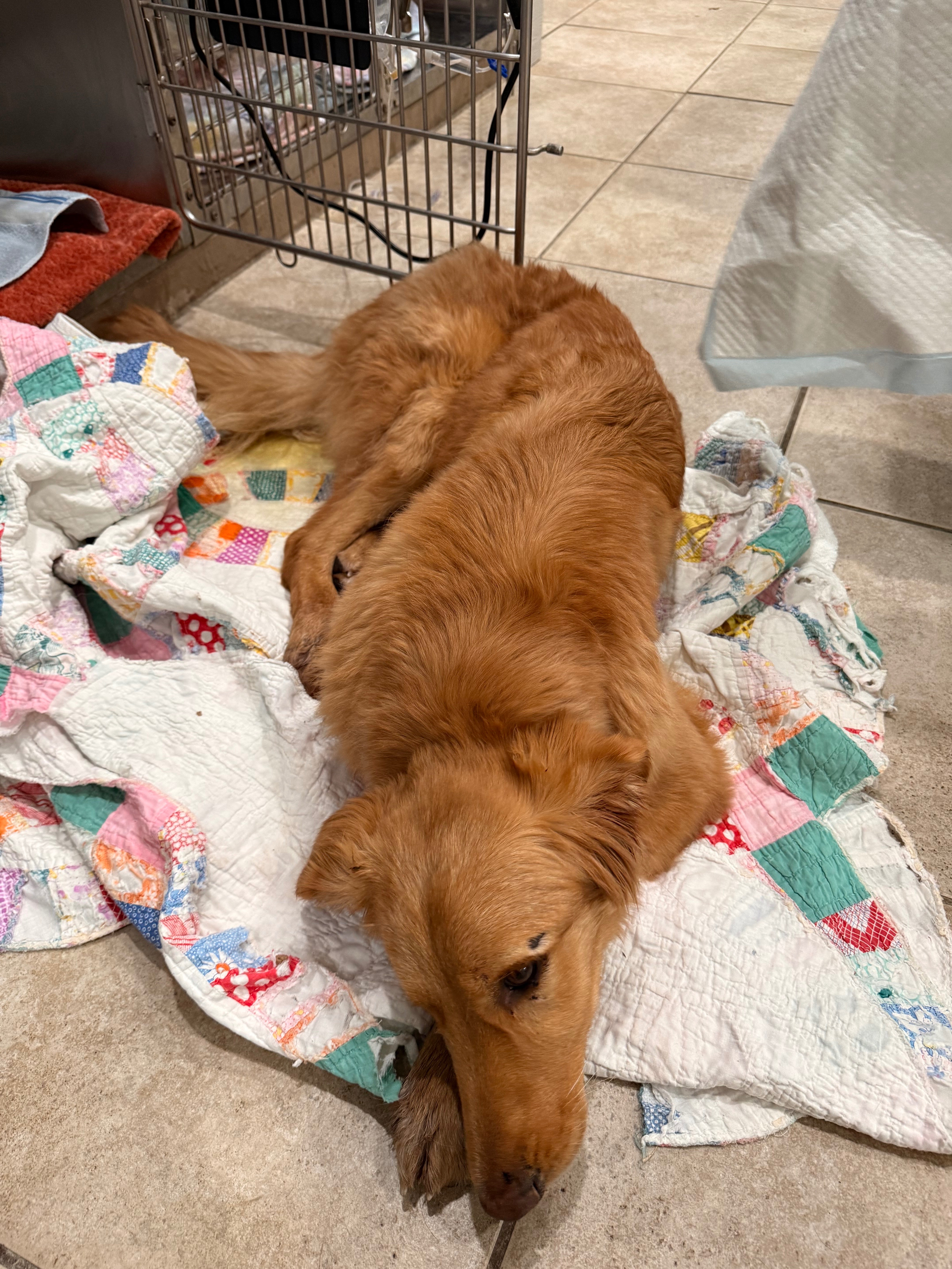Help save Zoe the golden retriever that was hit by a train. campaign photo, 2 of 5