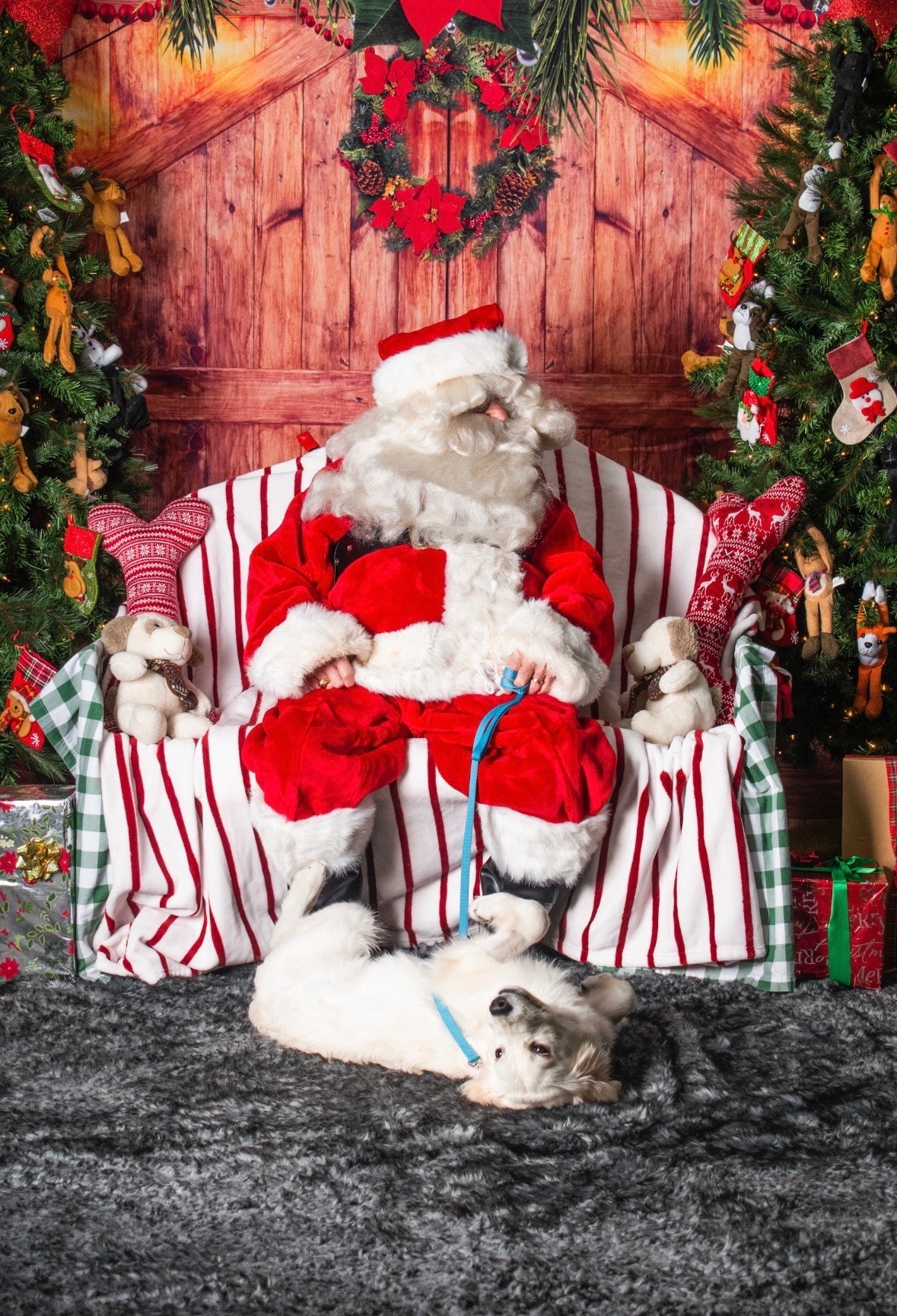 Give Cheddar the Chance to Be a Puppy Again campaign photo, 7 of 8