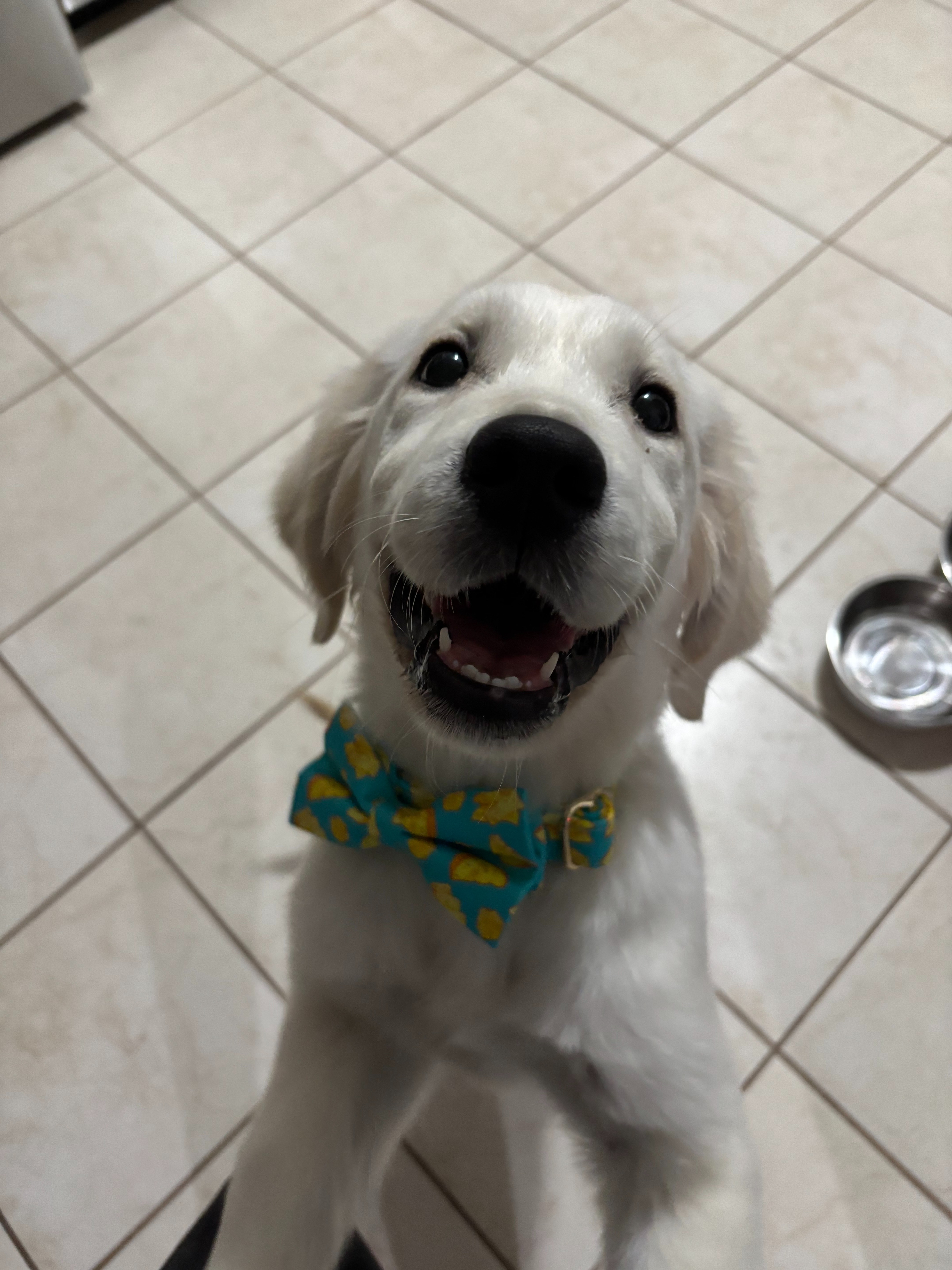Give Cheddar the Chance to Be a Puppy Again campaign photo, 5 of 8