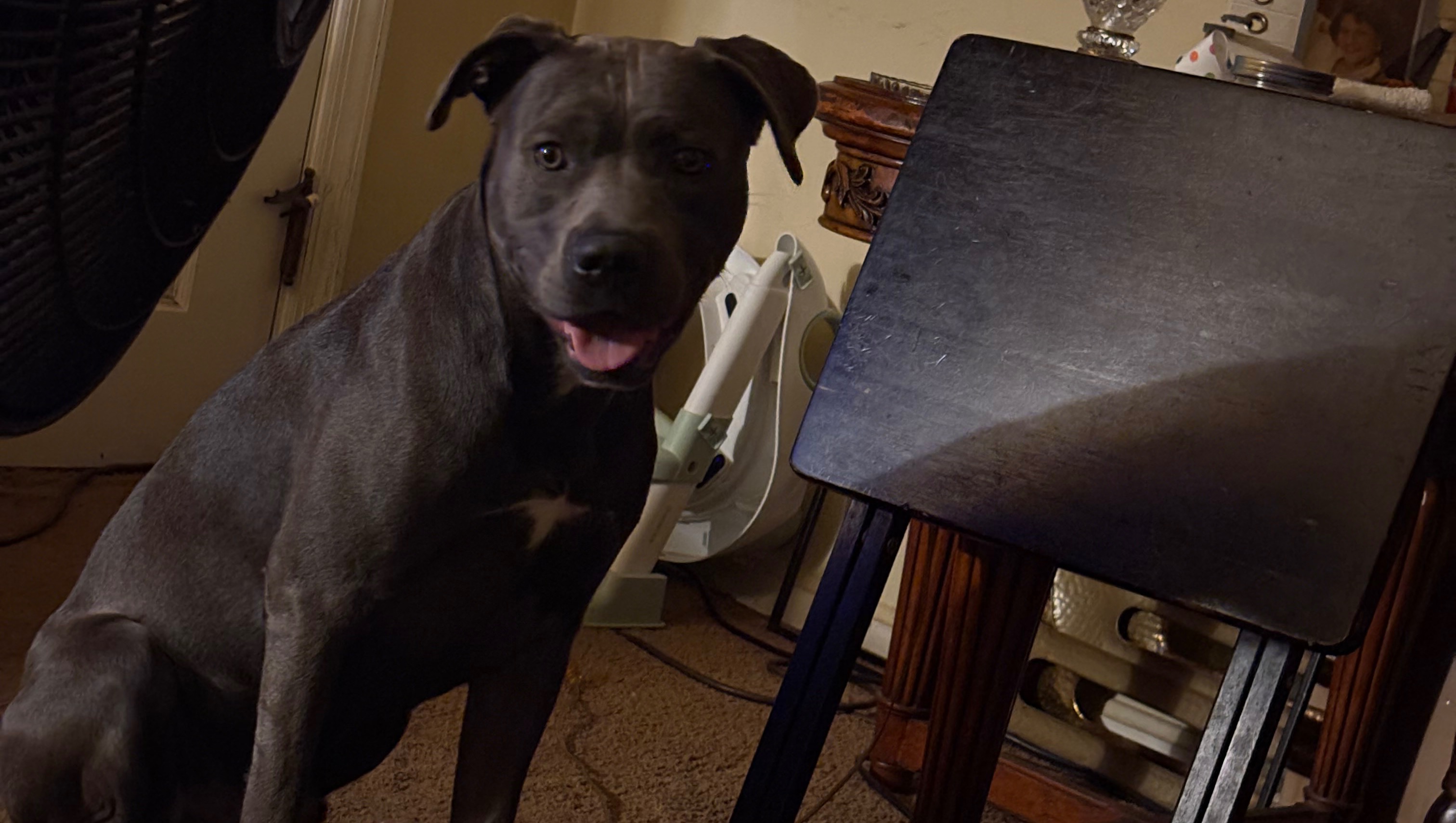 Help My Dog Get Life-Saving Surgery