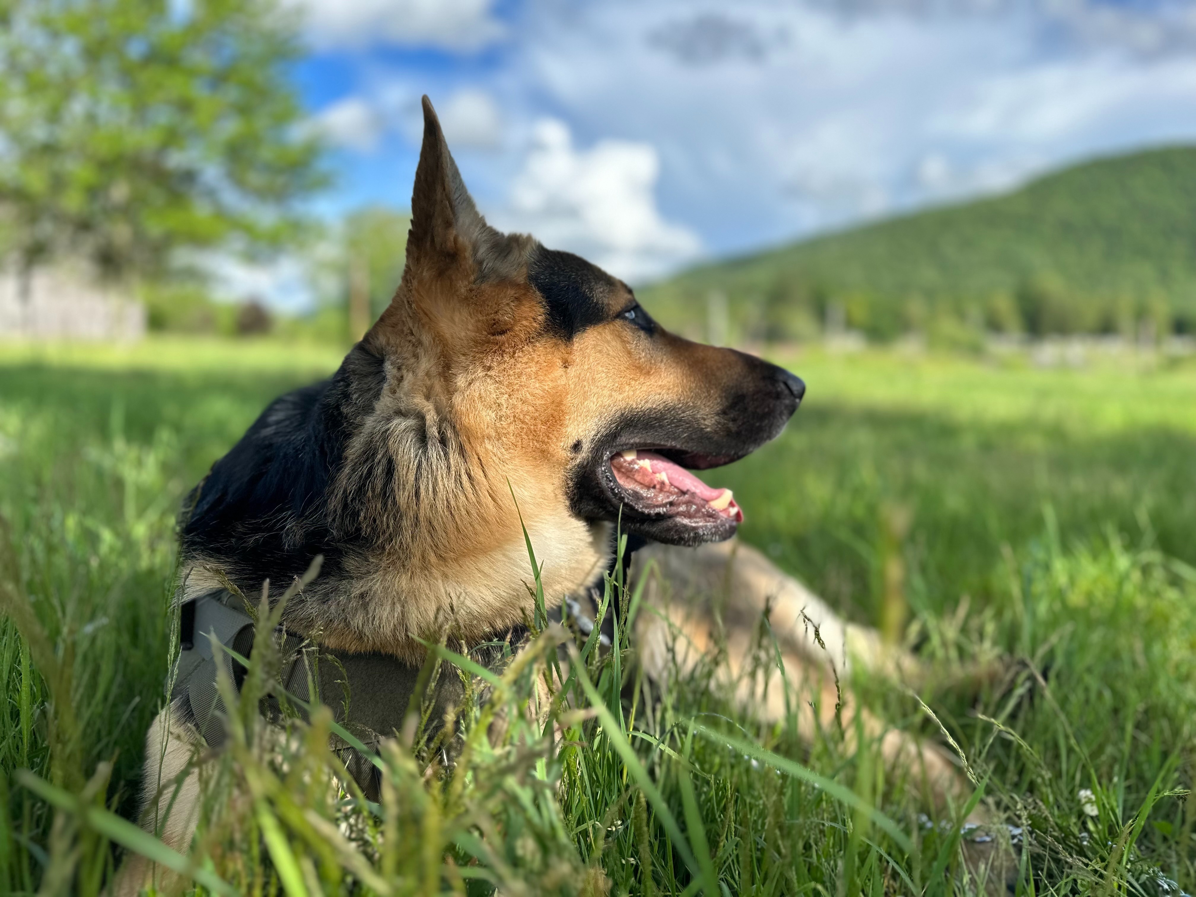 Save Montana: Emergency Vet Fund campaign photo, 6 of 7