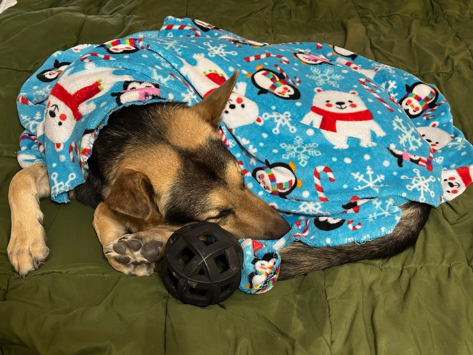 Save Montana: Emergency Vet Fund campaign photo, 5 of 7