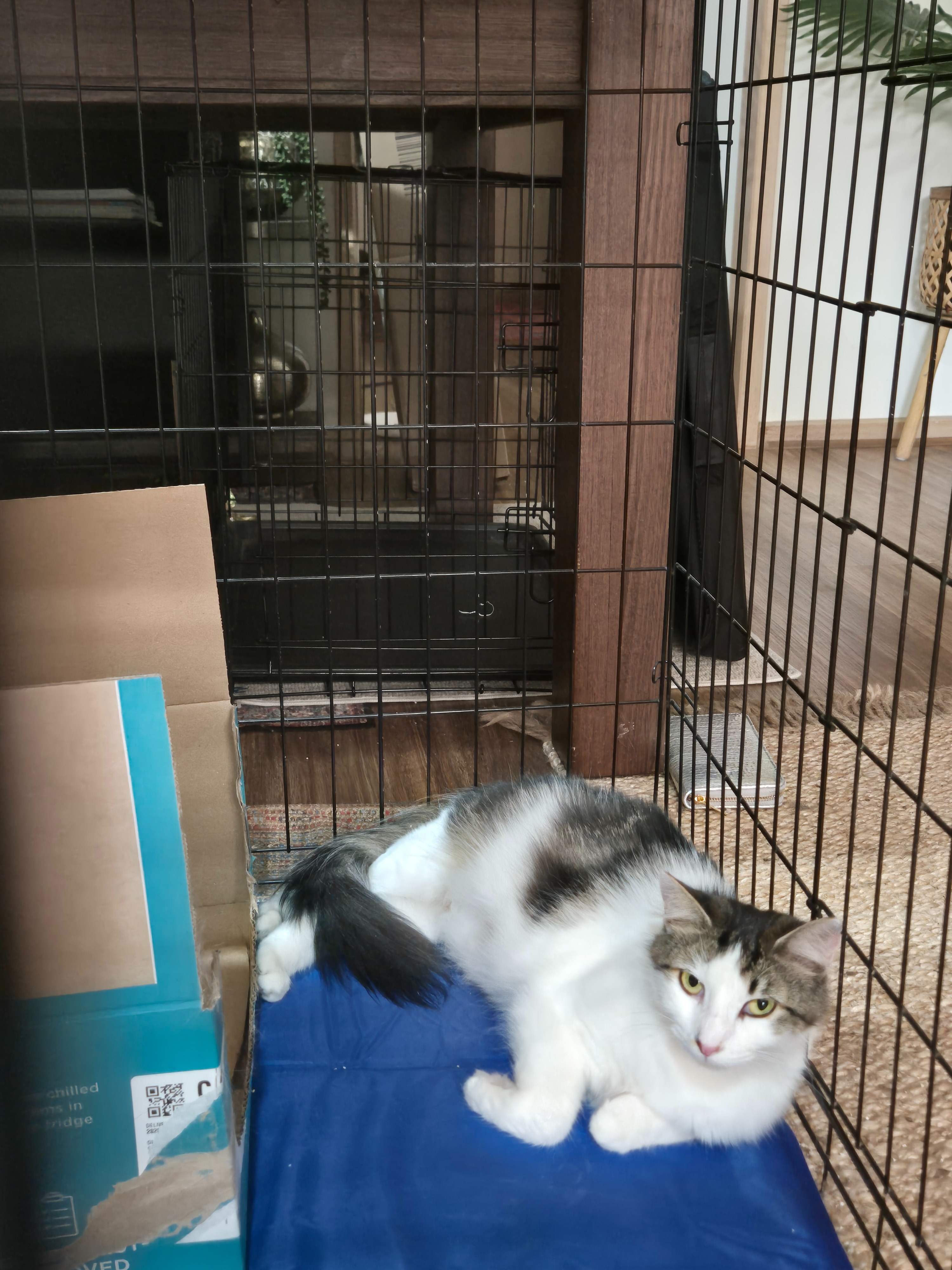 Help Us Break the Cycle: Vet Care for Mother Cat and kittens campaign photo, 4 of 7