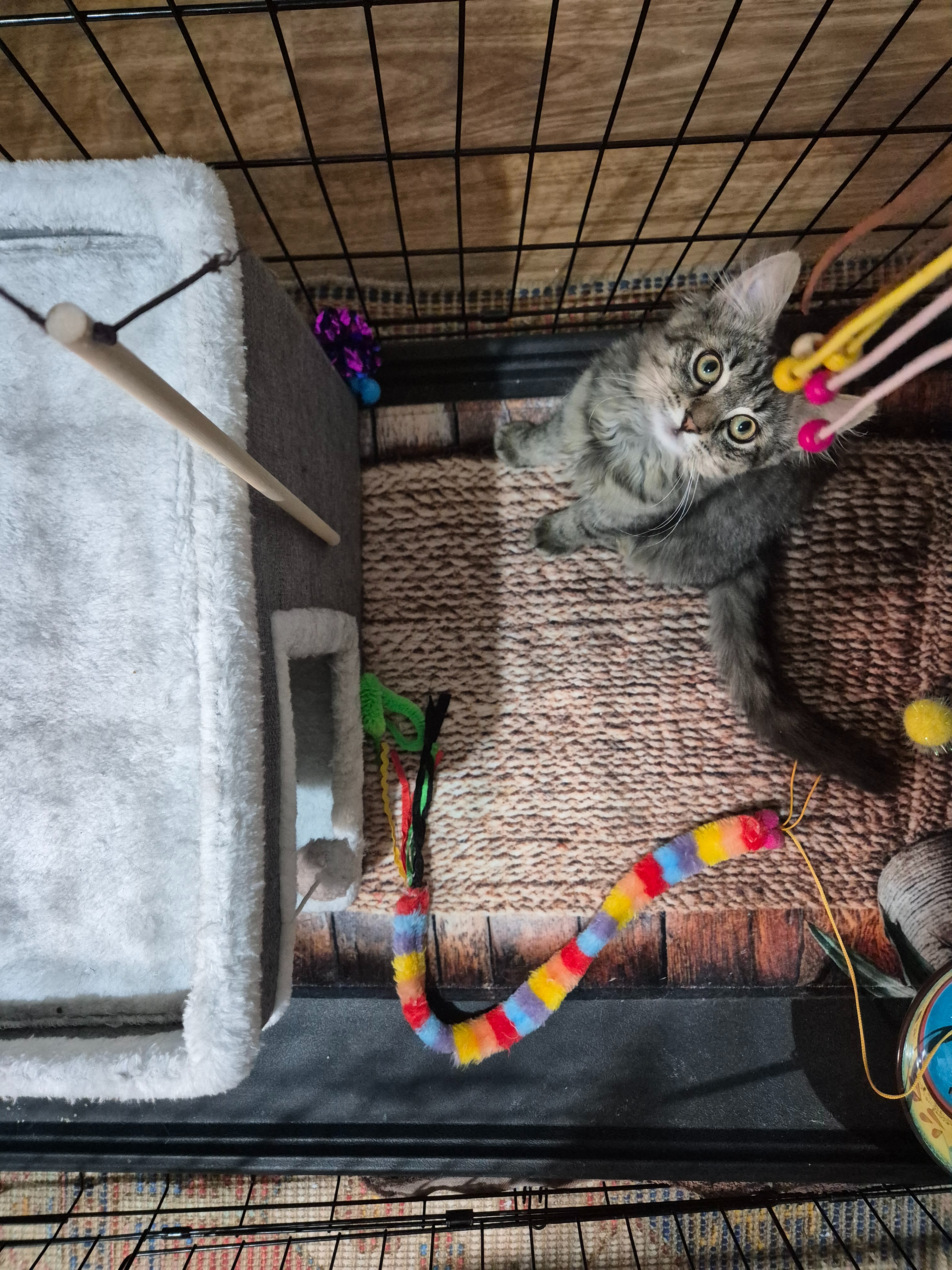 Help Us Break the Cycle: Vet Care for Mother Cat and kittens campaign photo, 6 of 7