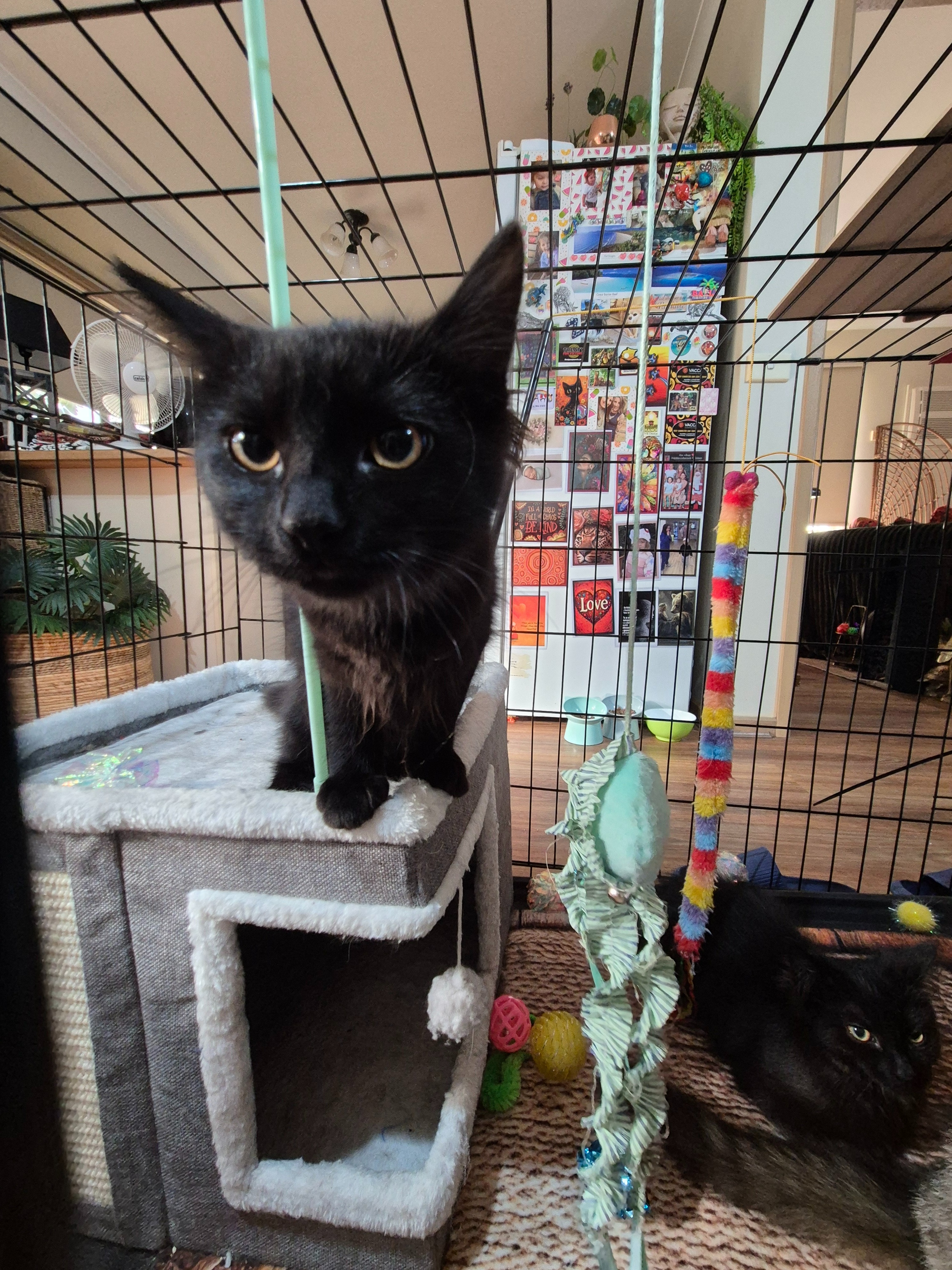 Help Us Break the Cycle: Vet Care for Mother Cat and kittens campaign photo, 5 of 7