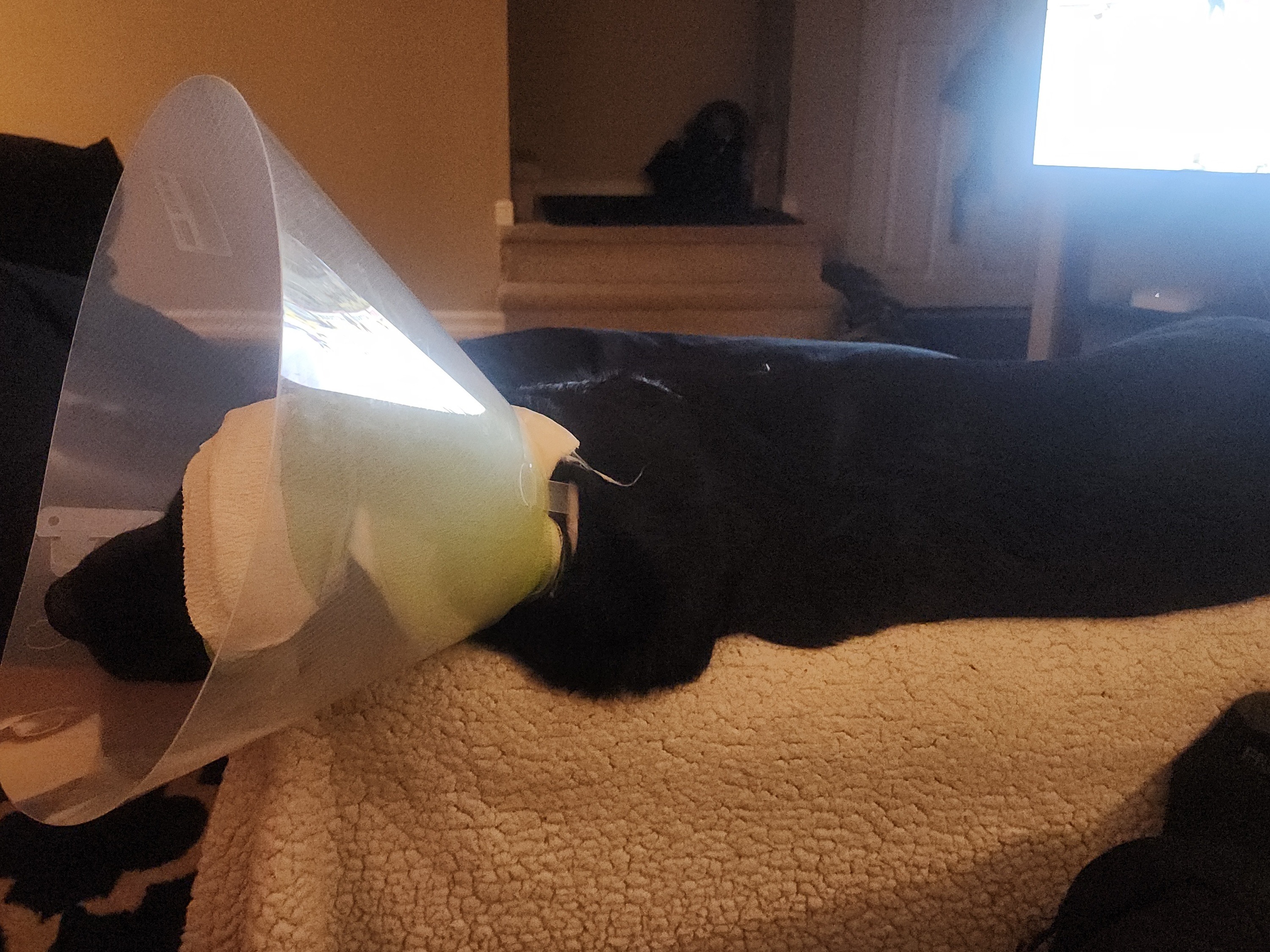 Ninja attacked and lost an ear campaign photo, 2 of 4