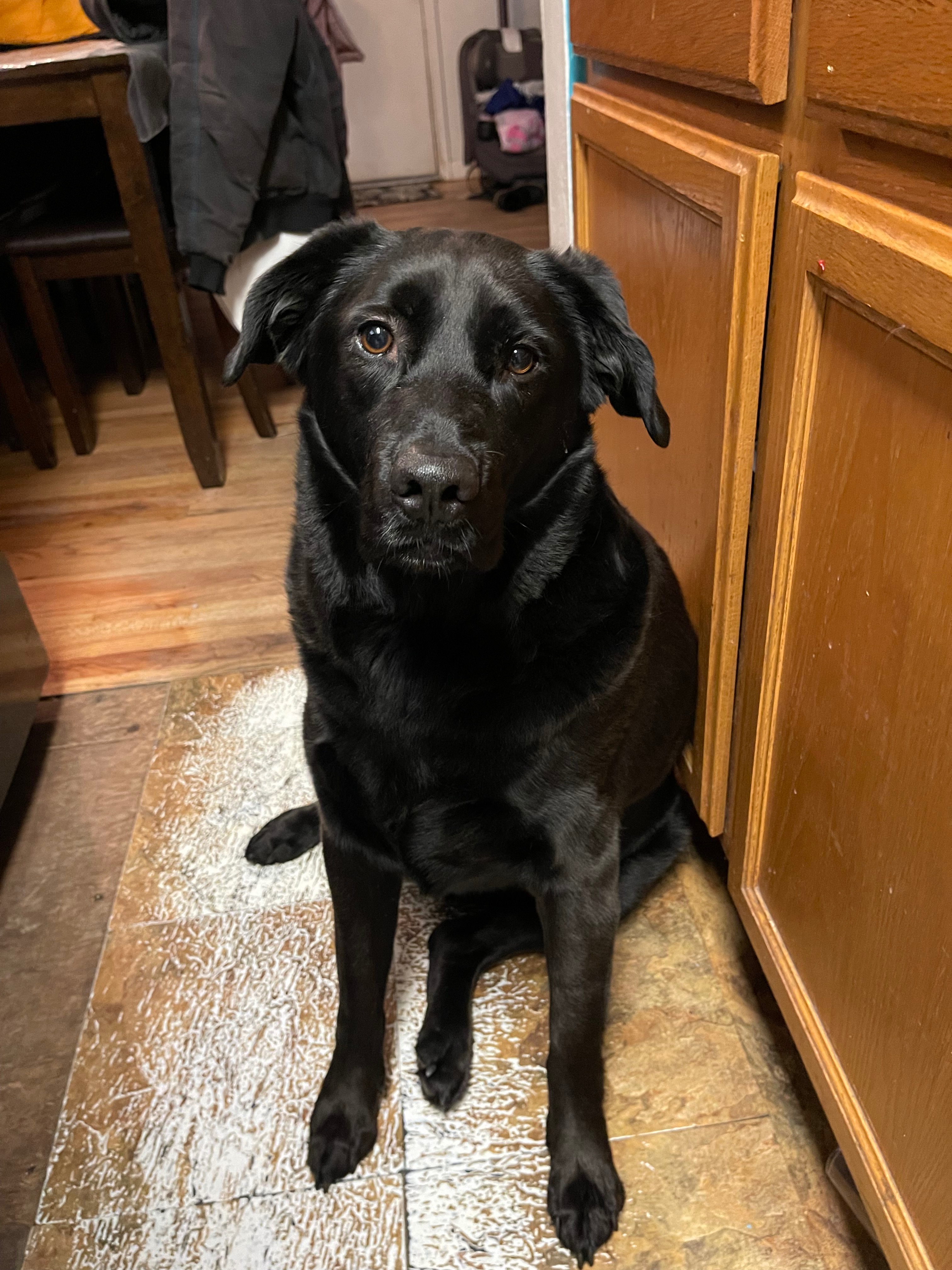 Help Sabbath Get Urgent Veterinary Care campaign photo, 5 of 6