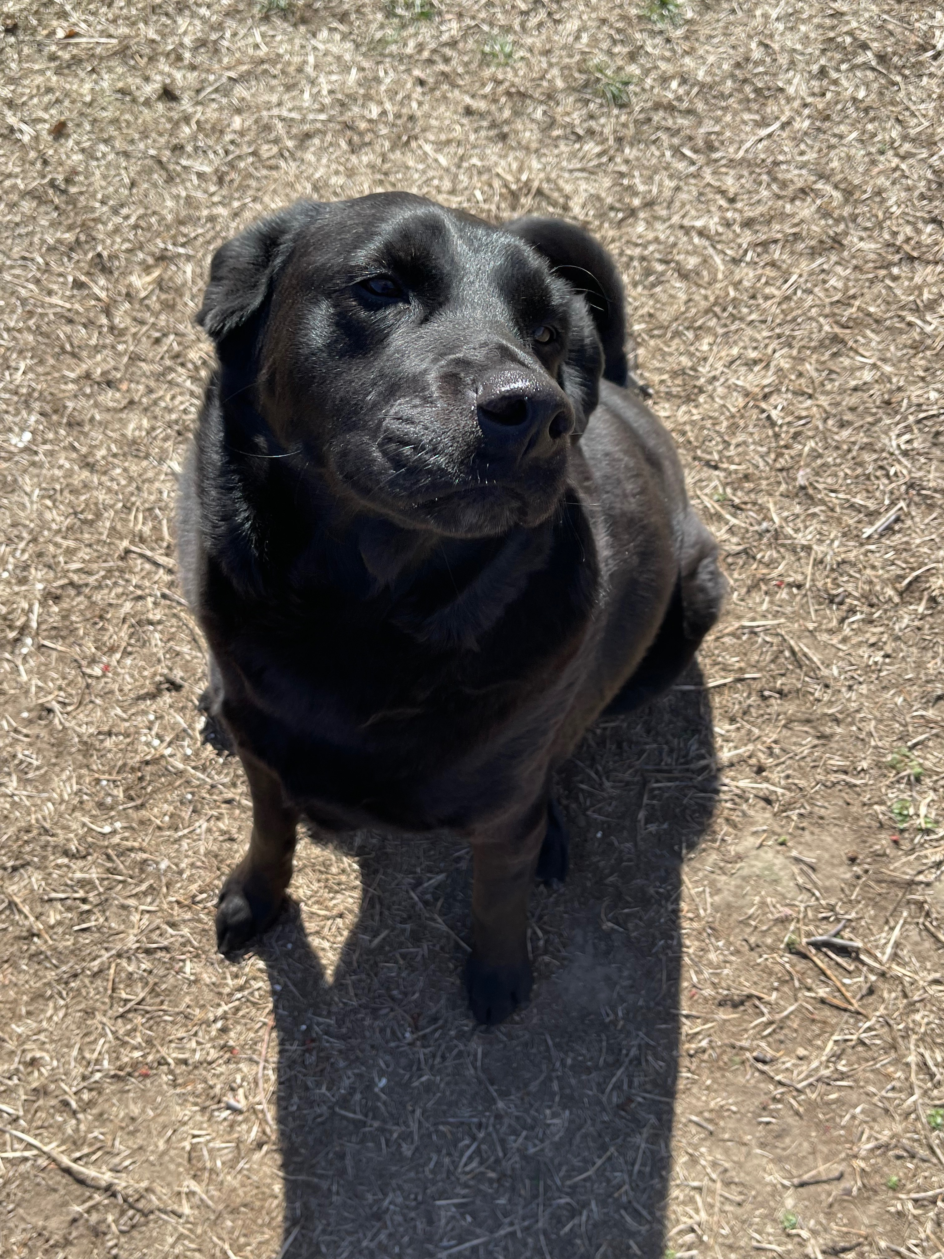 Help Sabbath Get Urgent Veterinary Care campaign photo, 4 of 6
