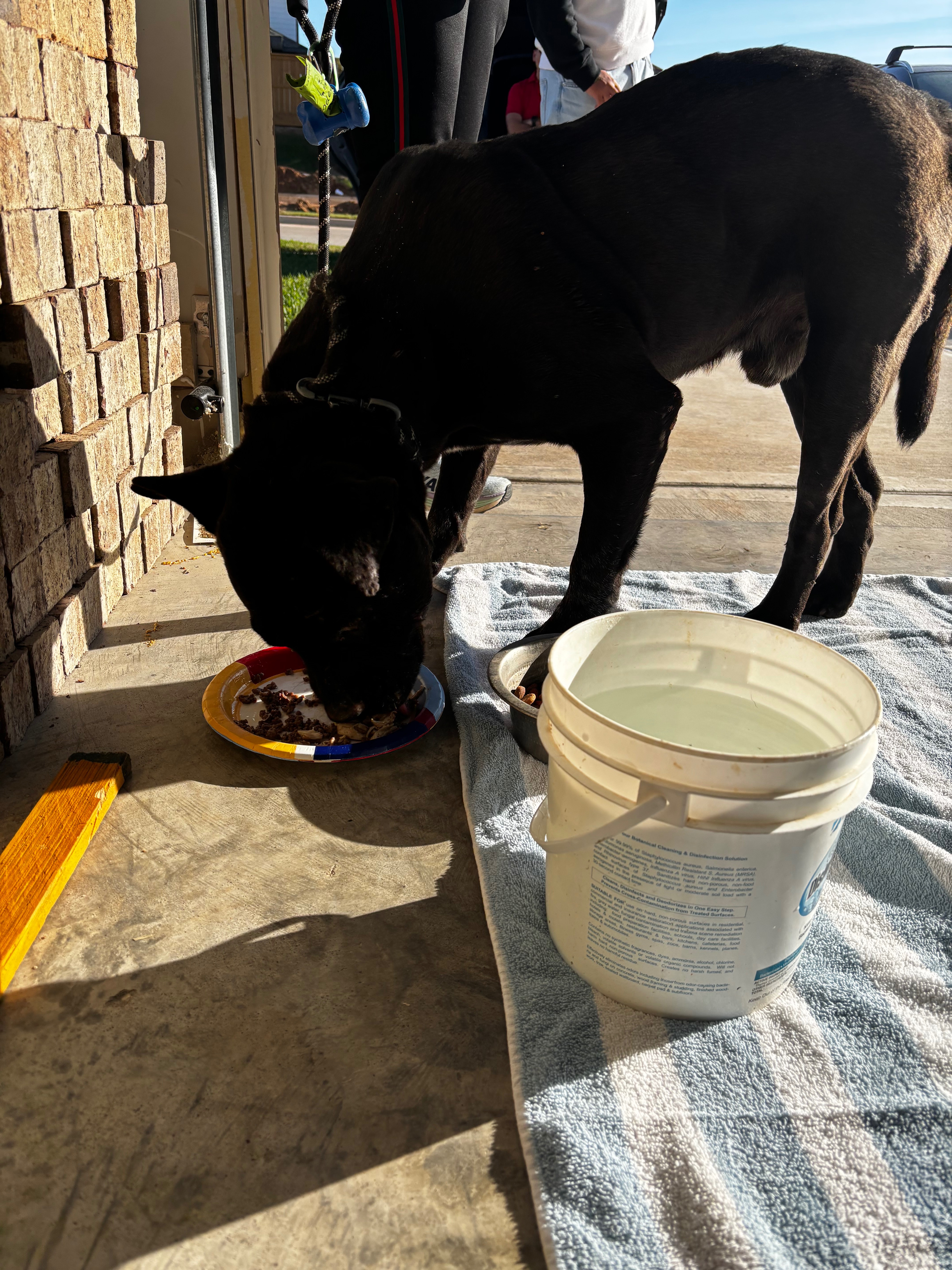 Help This Sweet Stray Dog Heal and Find a Home campaign photo, 5 of 5