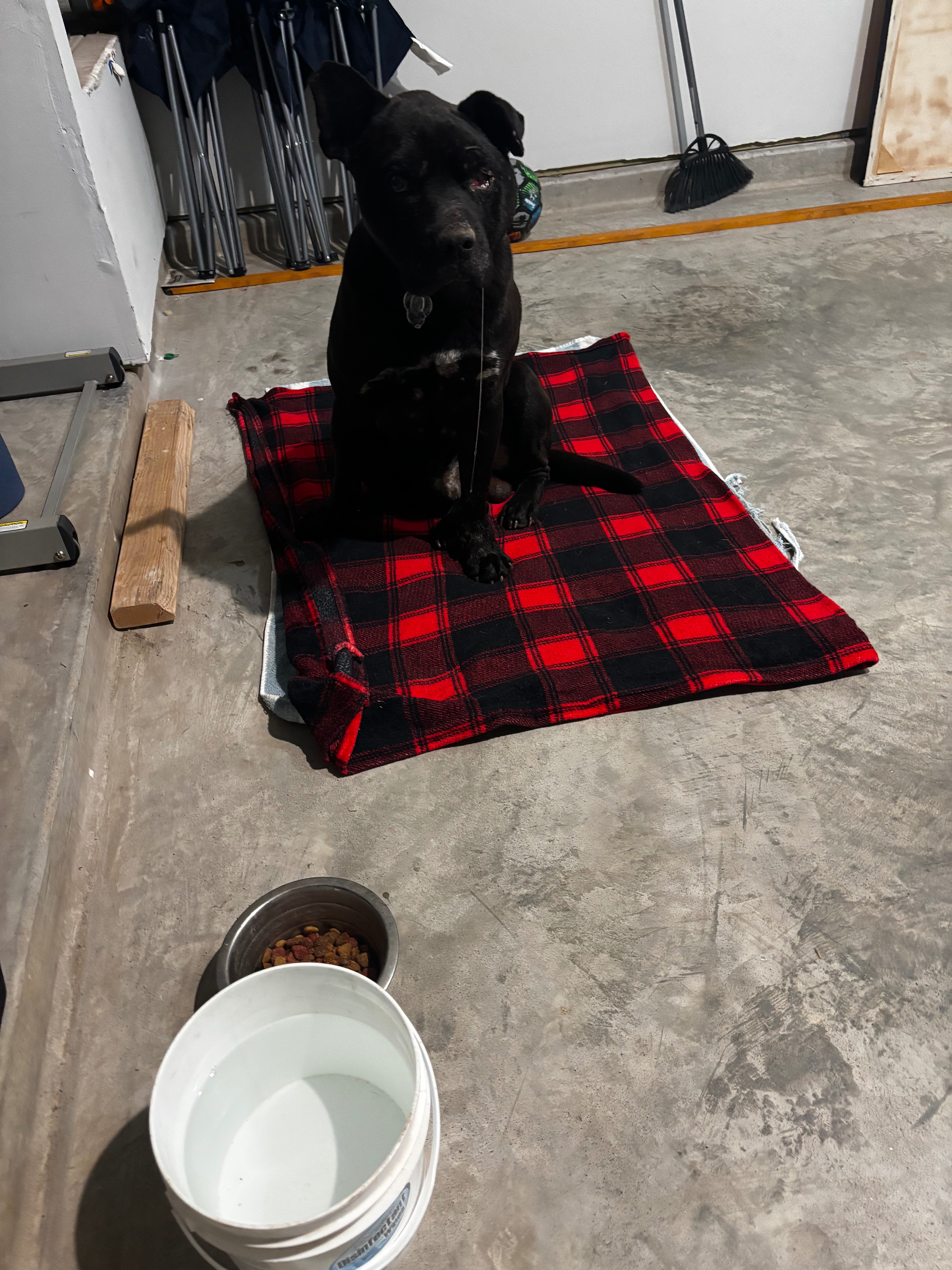 Help This Sweet Stray Dog Heal and Find a Home campaign photo, 2 of 5