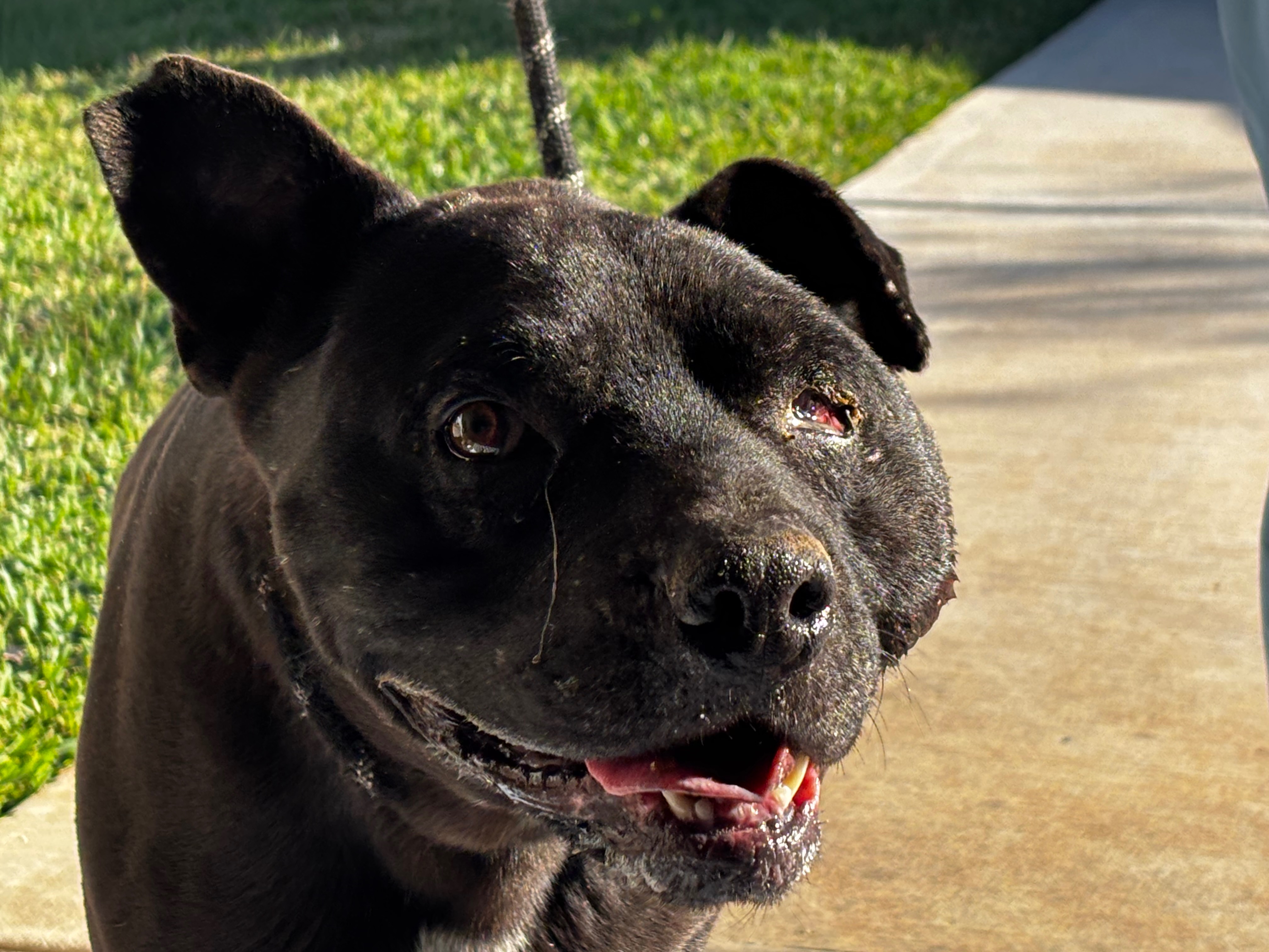 Help This Sweet Stray Dog Heal and Find a Home campaign photo, 4 of 5