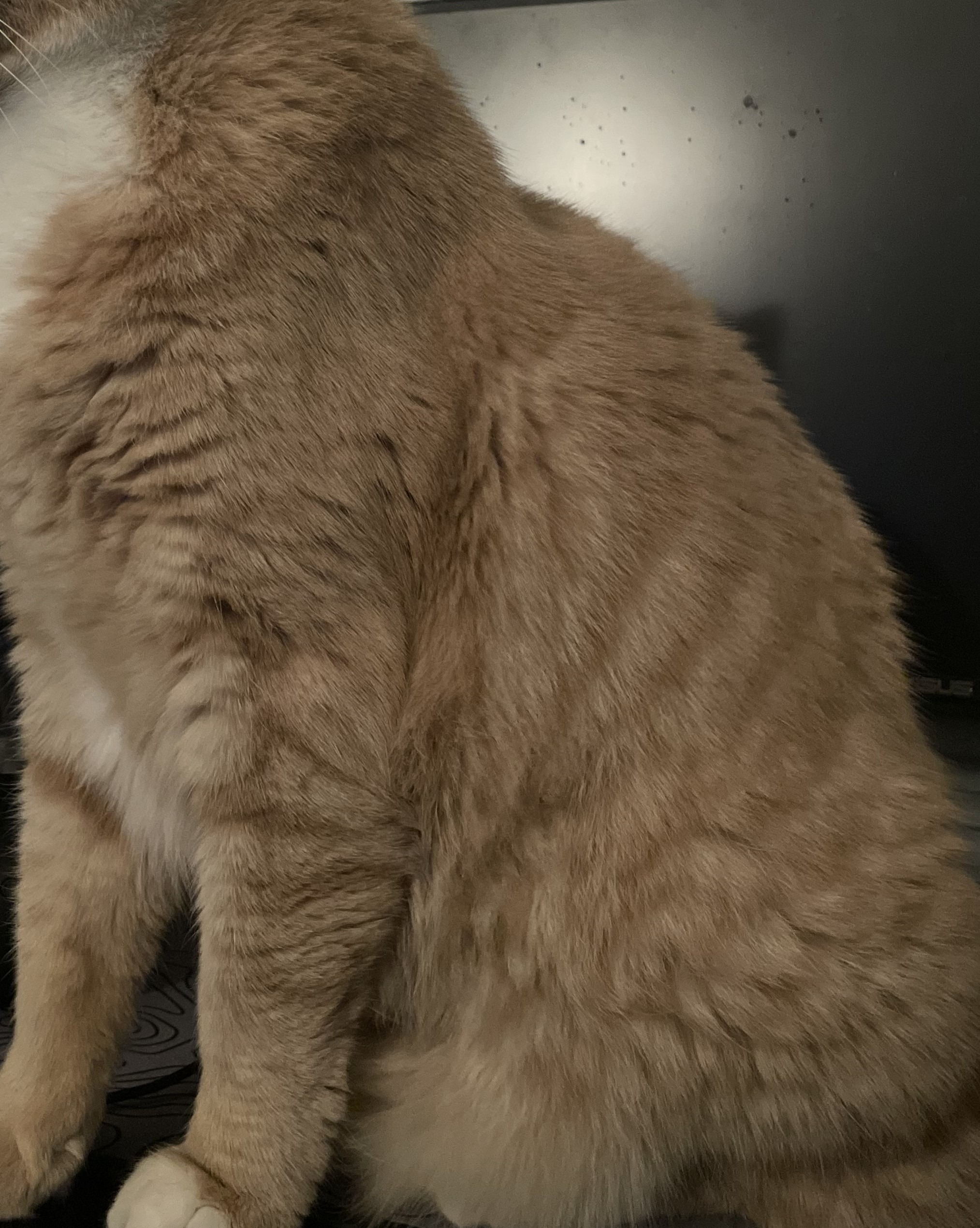 Help Frisco get urgent vet care campaign photo, 4 of 7