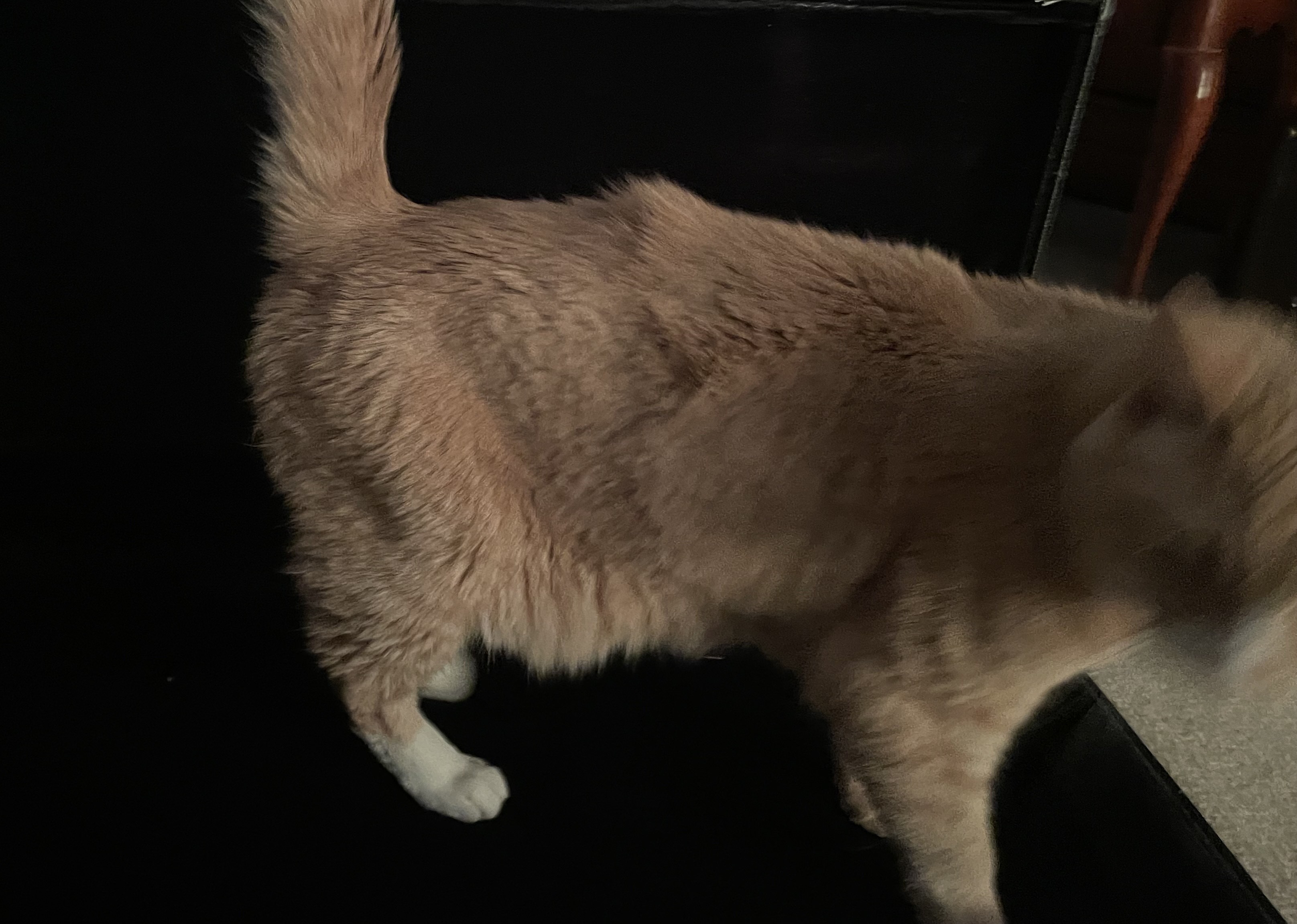 Help Frisco get urgent vet care campaign photo, 6 of 7