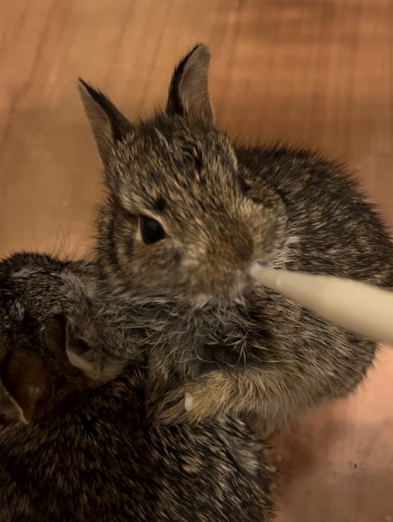 HSAP - Support Urgent Animal Rescues and Wildlife Protection campaign photo, 7 of 8