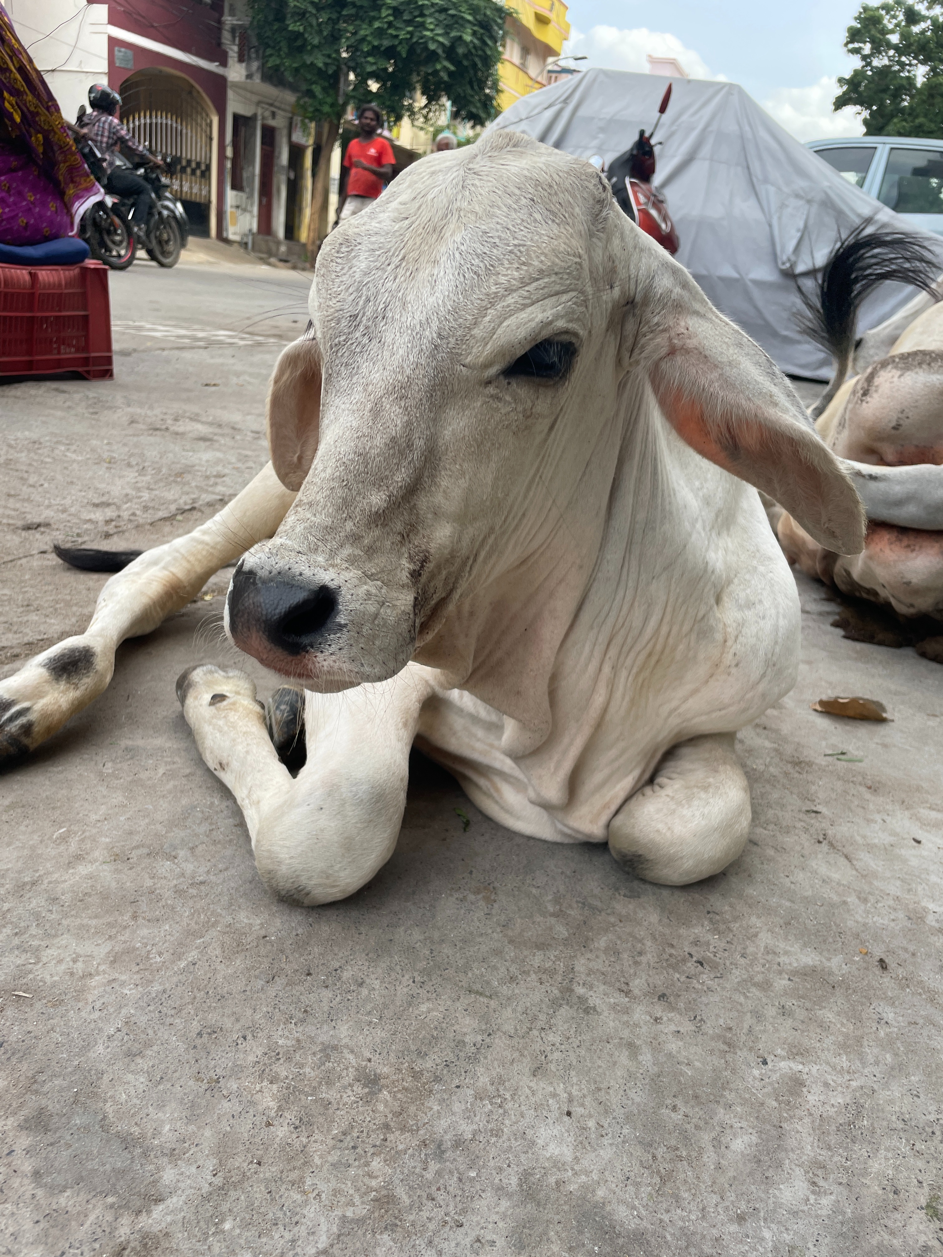 HSAP - Support Urgent Animal Rescues and Wildlife Protection campaign photo, 4 of 8