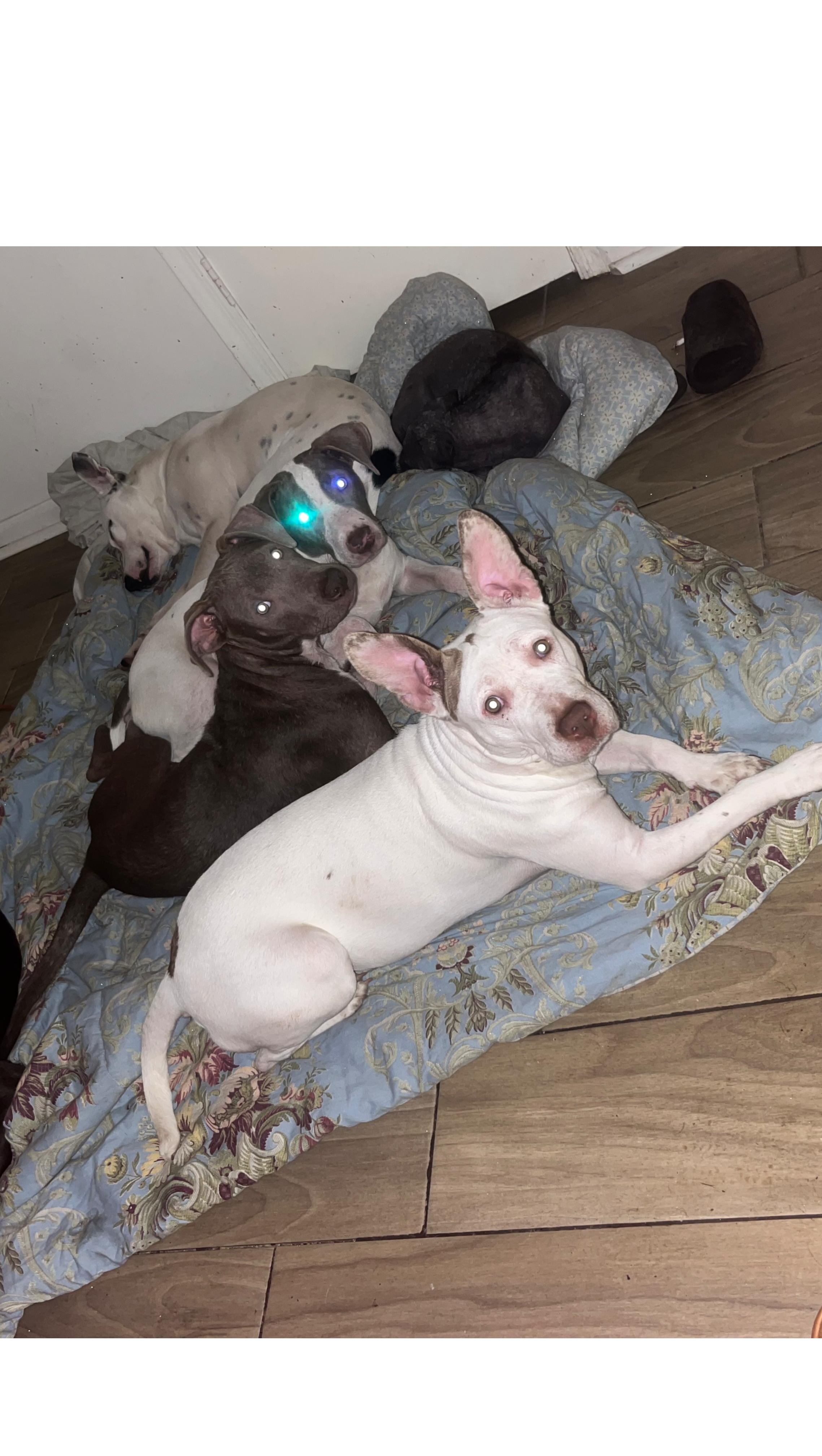 Help Lacy & Her 8 Dogs Stay Safe & Together photo